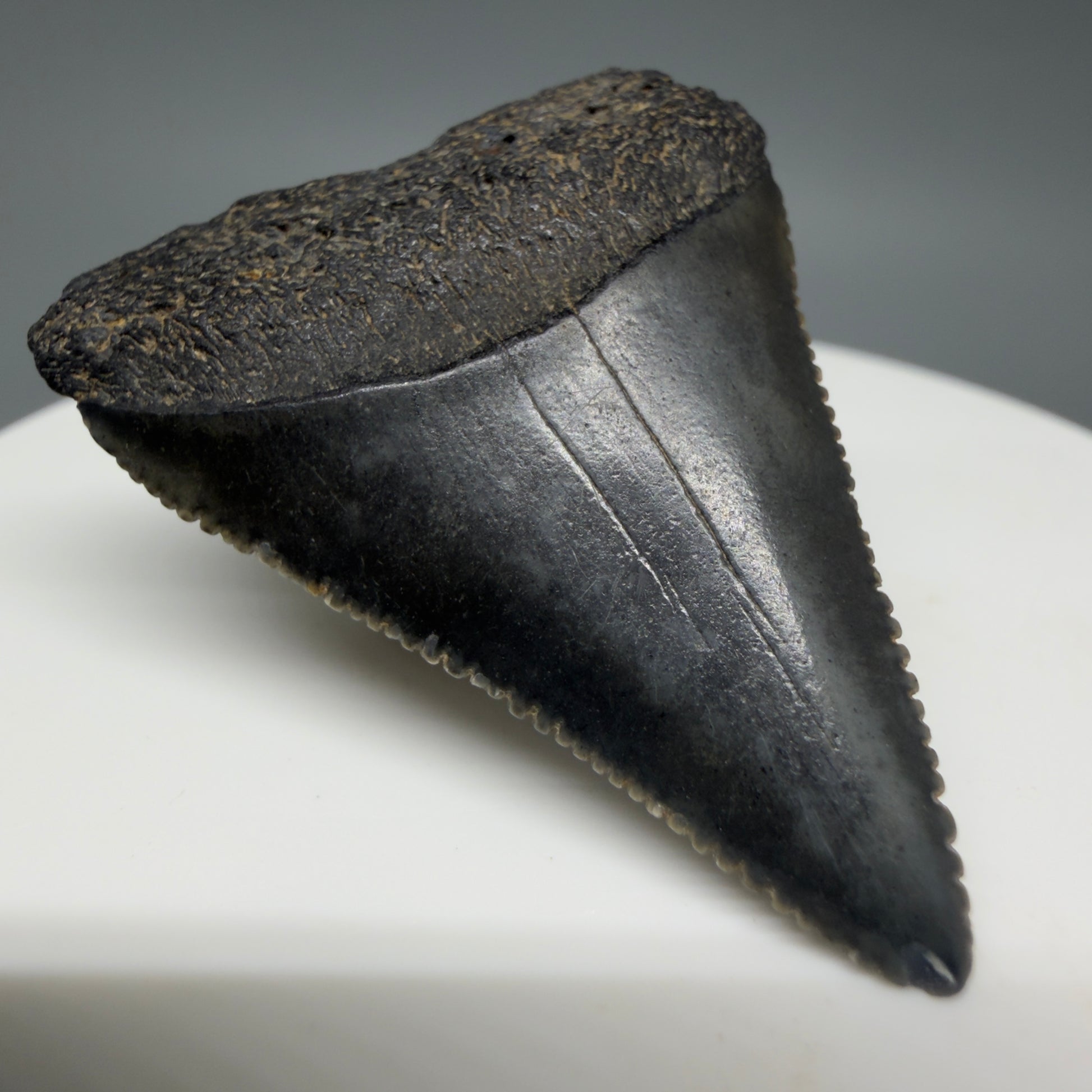 Front Left View Gorgeous dark colors, serrated 1.53" Fossil Great White Shark Tooth - South Carolina GW1340