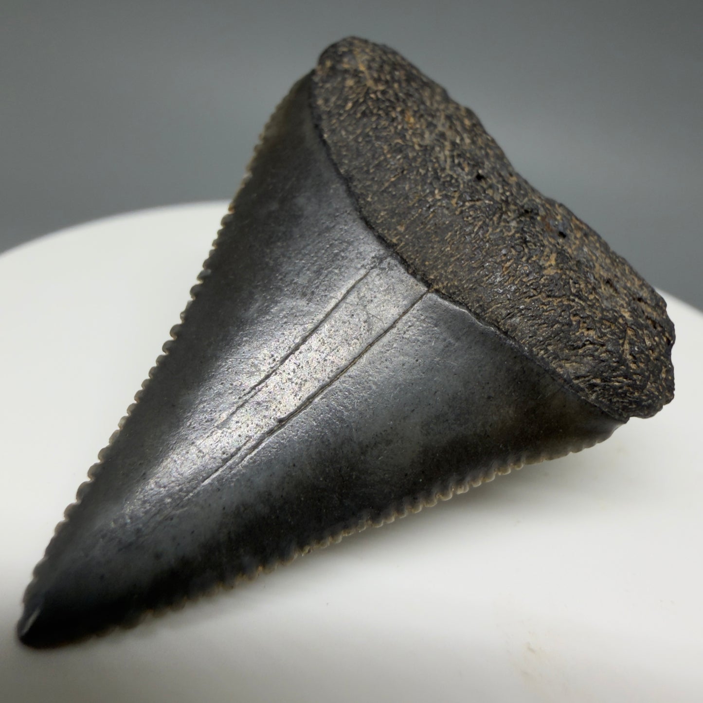 Front Right View Gorgeous dark colors, serrated 1.53" Fossil Great White Shark Tooth - South Carolina GW1340
