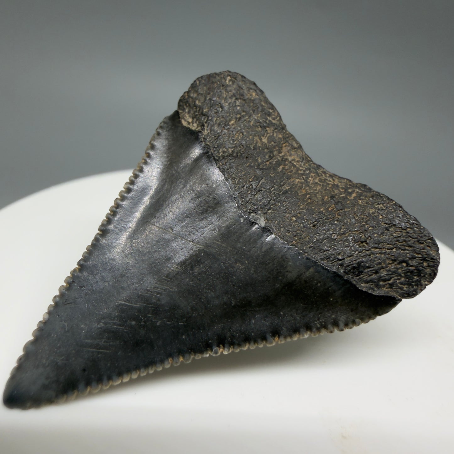 Back Right View Gorgeous dark colors, serrated 1.53" Fossil Great White Shark Tooth - South Carolina GW1340