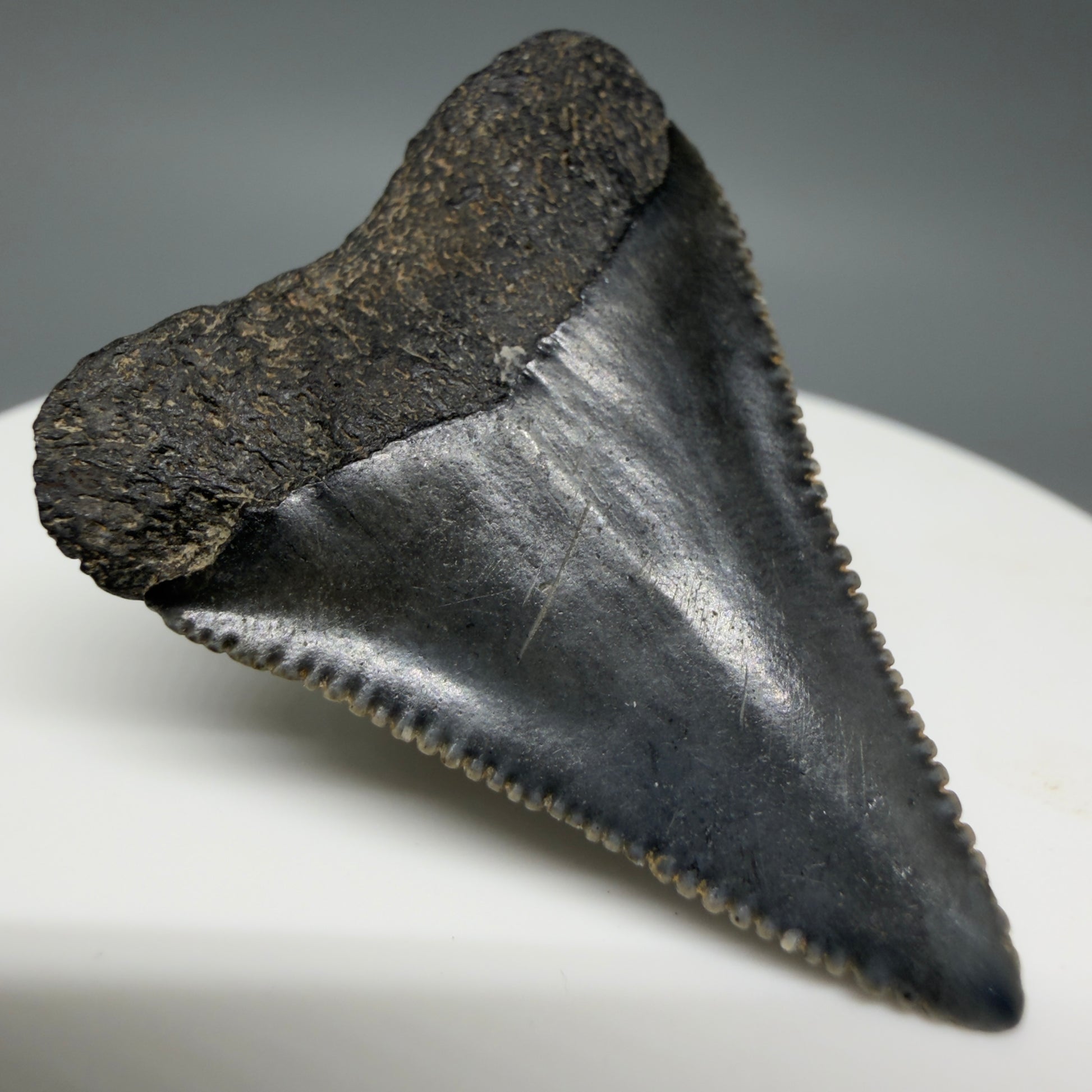 Back Left View Gorgeous dark colors, serrated 1.53" Fossil Great White Shark Tooth - South Carolina GW1340