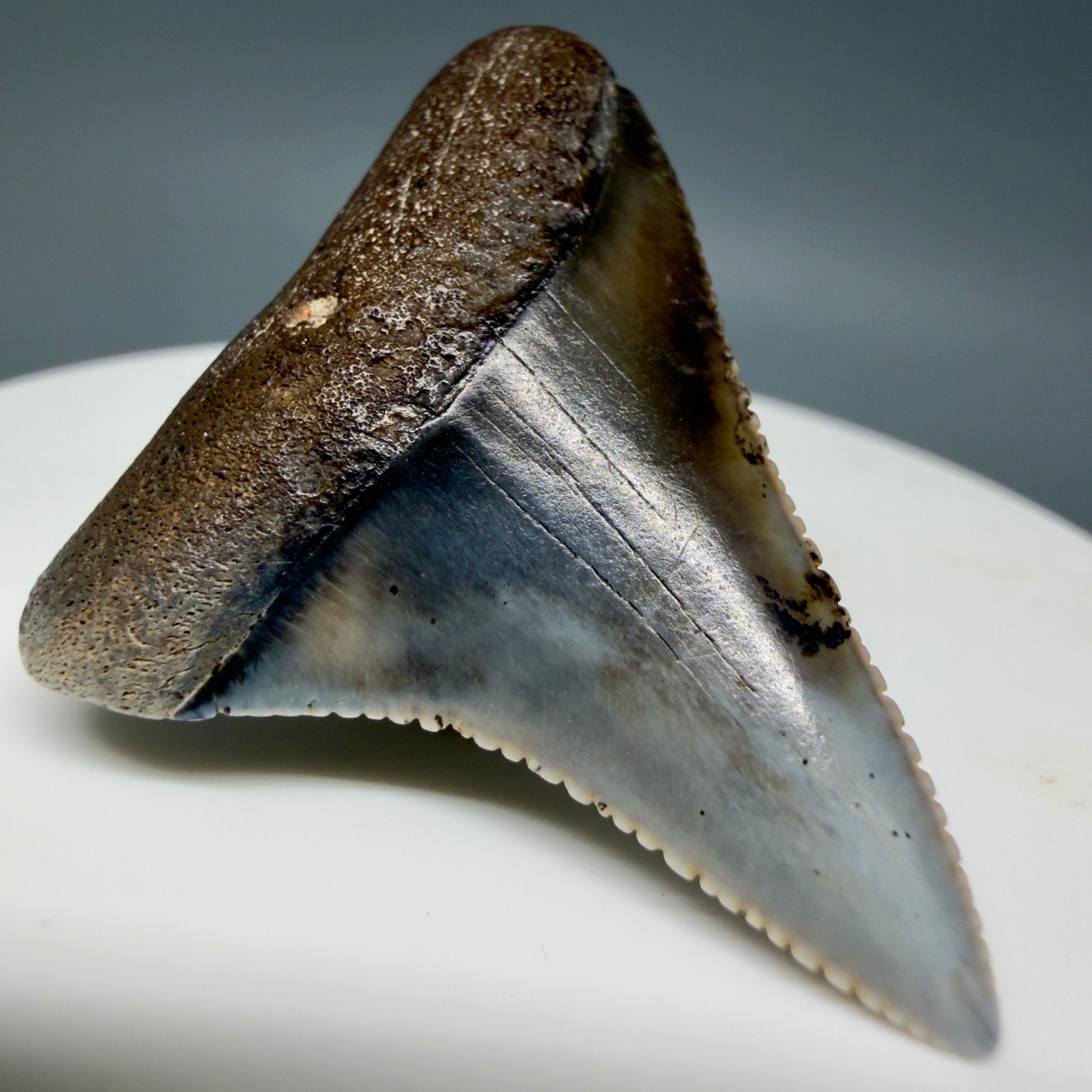 Front Left View Outstanding 1.56" long Fossil Great White Tooth from the deserts of Peru GW1336
