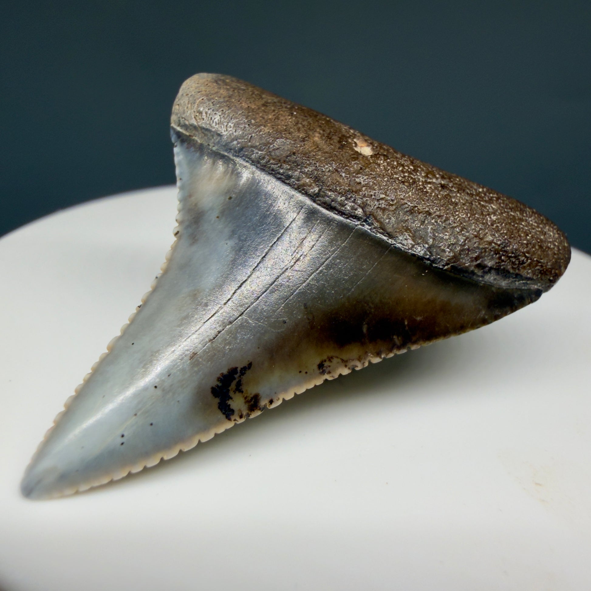 Front Right View Outstanding 1.56" long Fossil Great White Tooth from the deserts of Peru GW1336