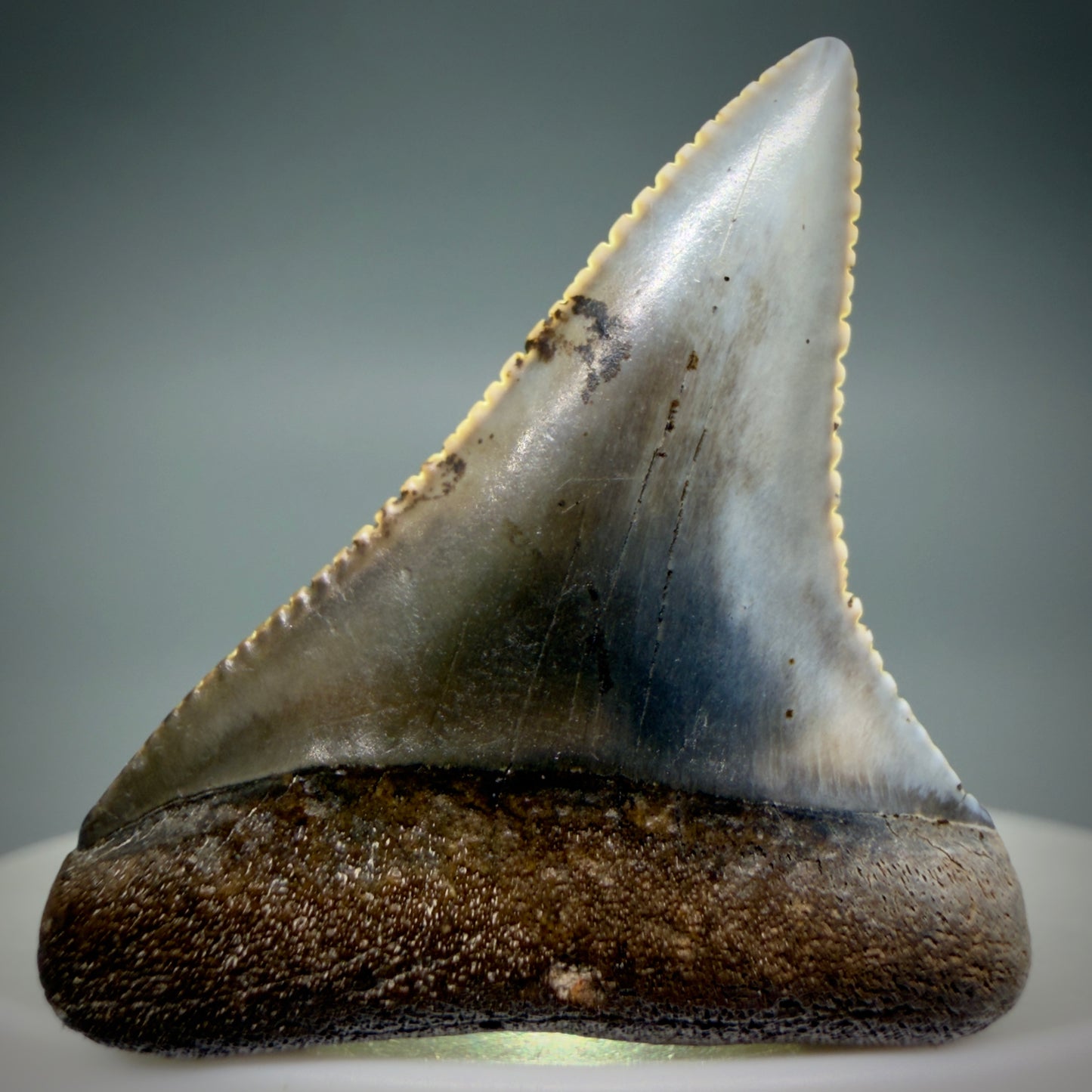 Front View Outstanding 1.56" long Fossil Great White Tooth from the deserts of Peru GW1336 - 3