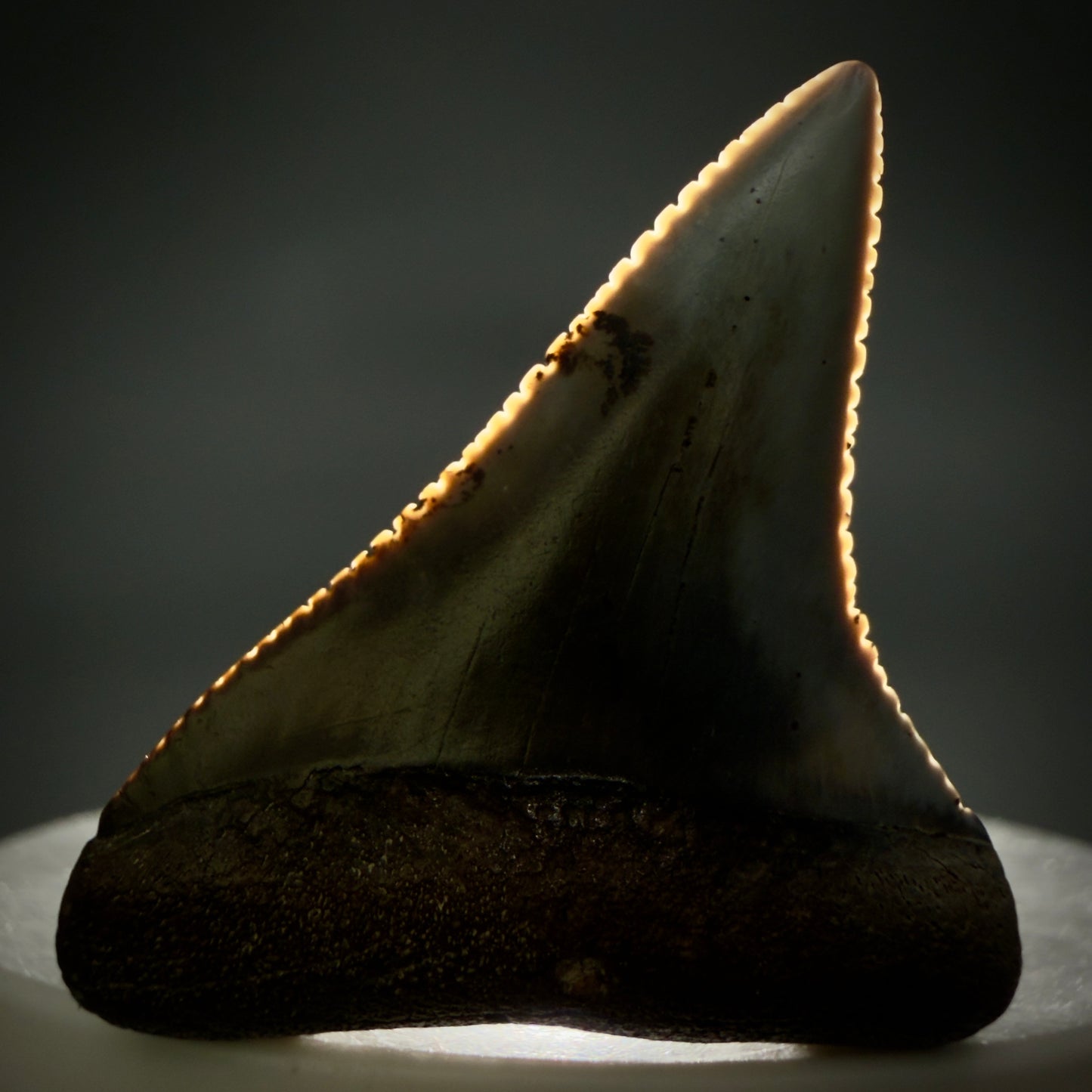 Front View Outstanding 1.56" long Fossil Great White Tooth from the deserts of Peru GW1336 - 2