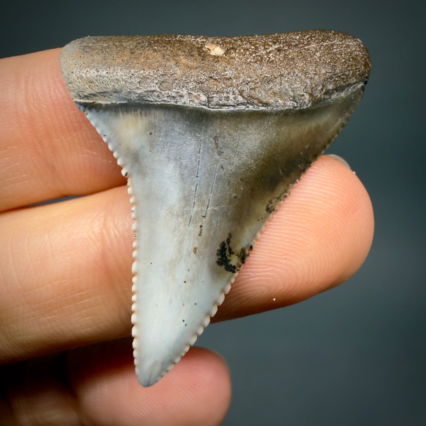 Front View Outstanding 1.56" long Fossil Great White Tooth from the deserts of Peru GW1336 - 1