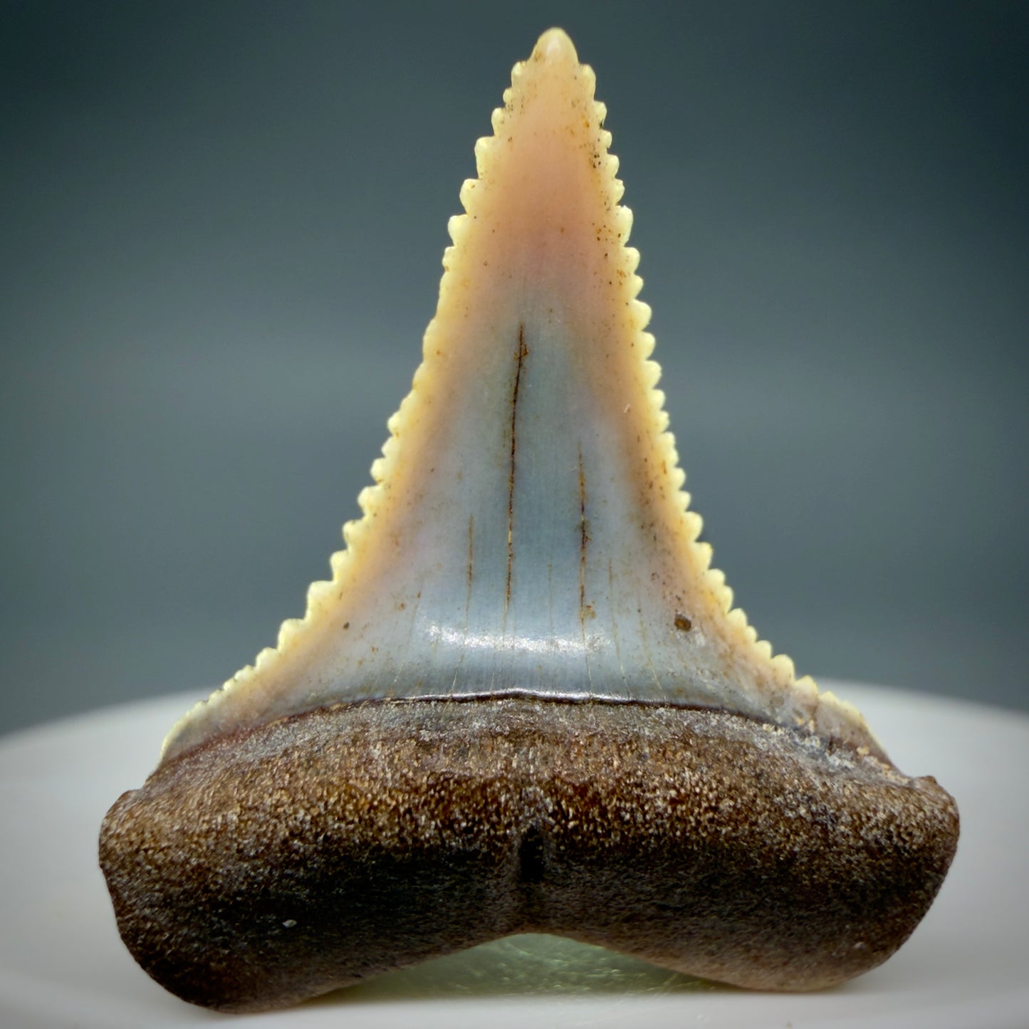 Front View Very colorful, sharply serrated 1.10" long Fossil Great White Tooth from the deserts of Peru GW1335 - 2
