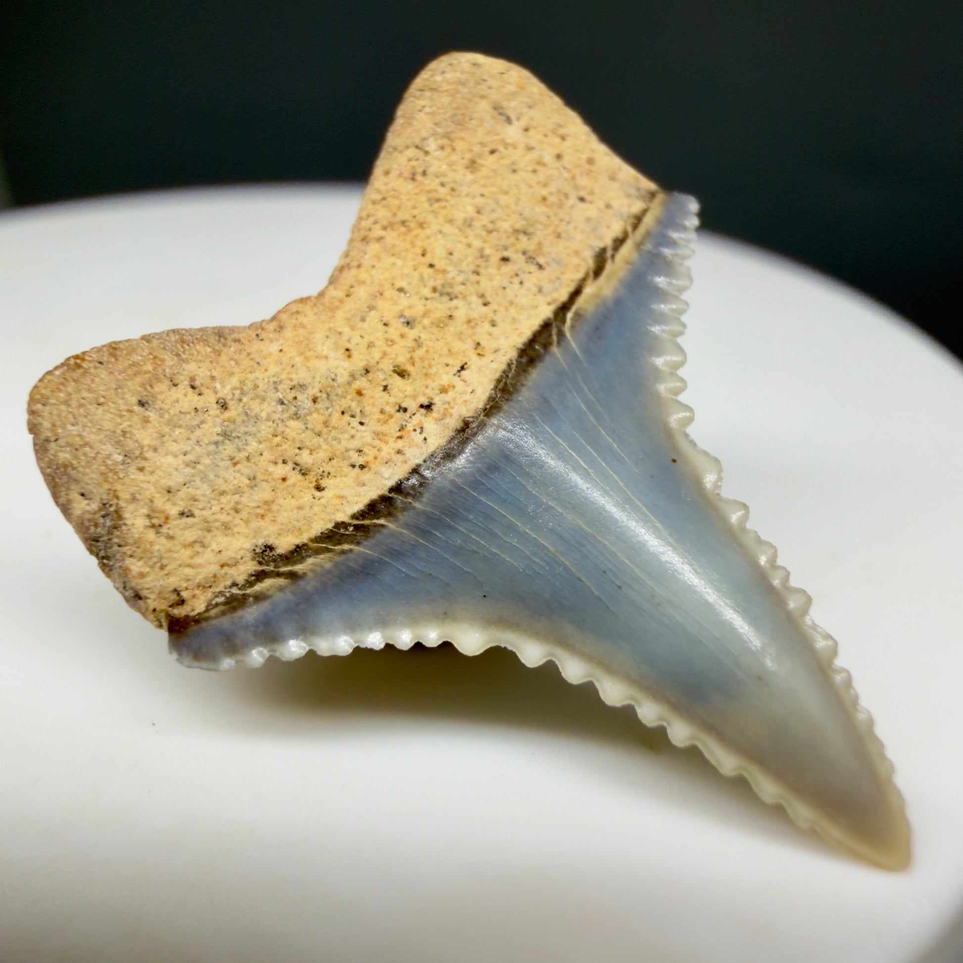 Back Left View Very colorful, sharply serrated 1.00" long Fossil Great White Tooth from the deserts of Peru GW1334