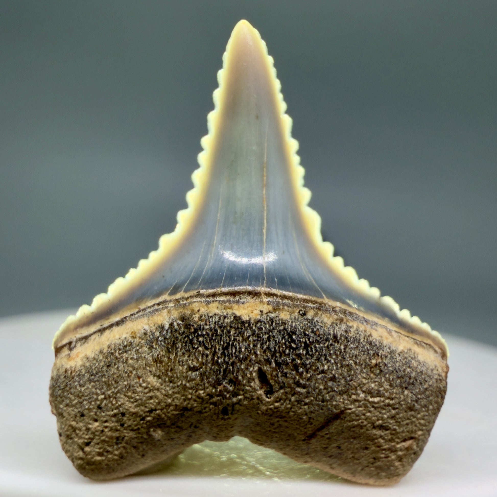 Front View Very colorful, sharply serrated 1.00" long Fossil Great White Tooth from the deserts of Peru GW1334 - 2