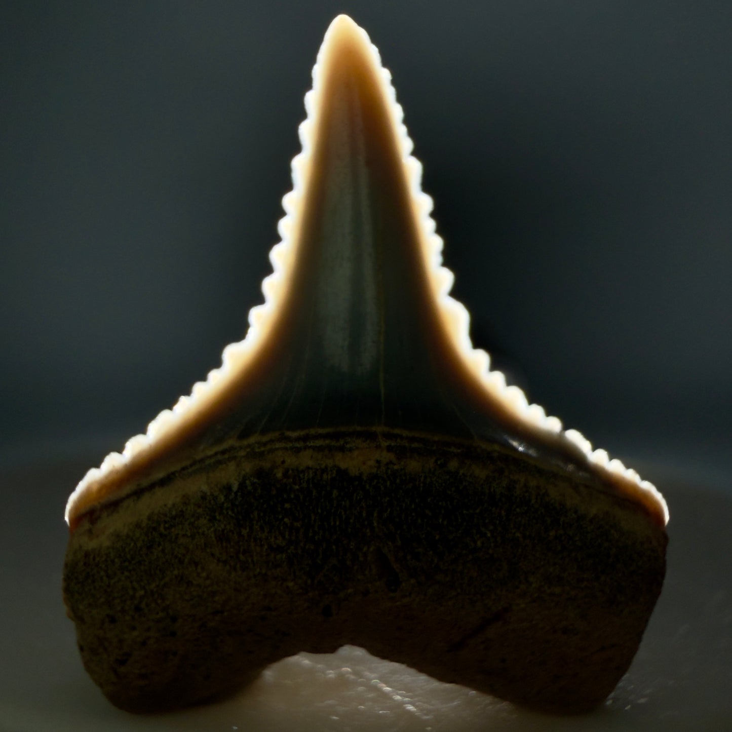Front View Very colorful, sharply serrated 1.00" long Fossil Great White Tooth from the deserts of Peru GW1334 - 1