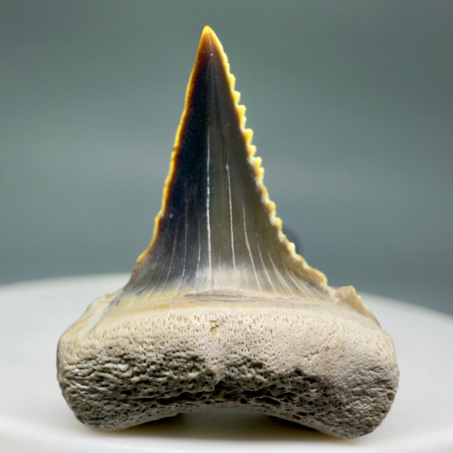 Front View Very colorful, sharply serrated 1.00" long Fossil Great White Tooth from the deserts of Peru GW1333 - 2