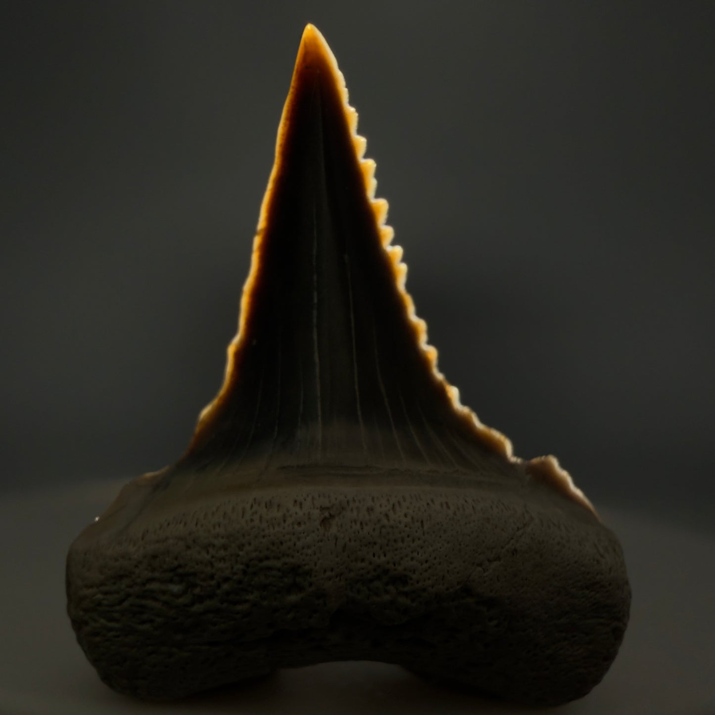 Front View Very colorful, sharply serrated 1.00" long Fossil Great White Tooth from the deserts of Peru GW1333 - 1