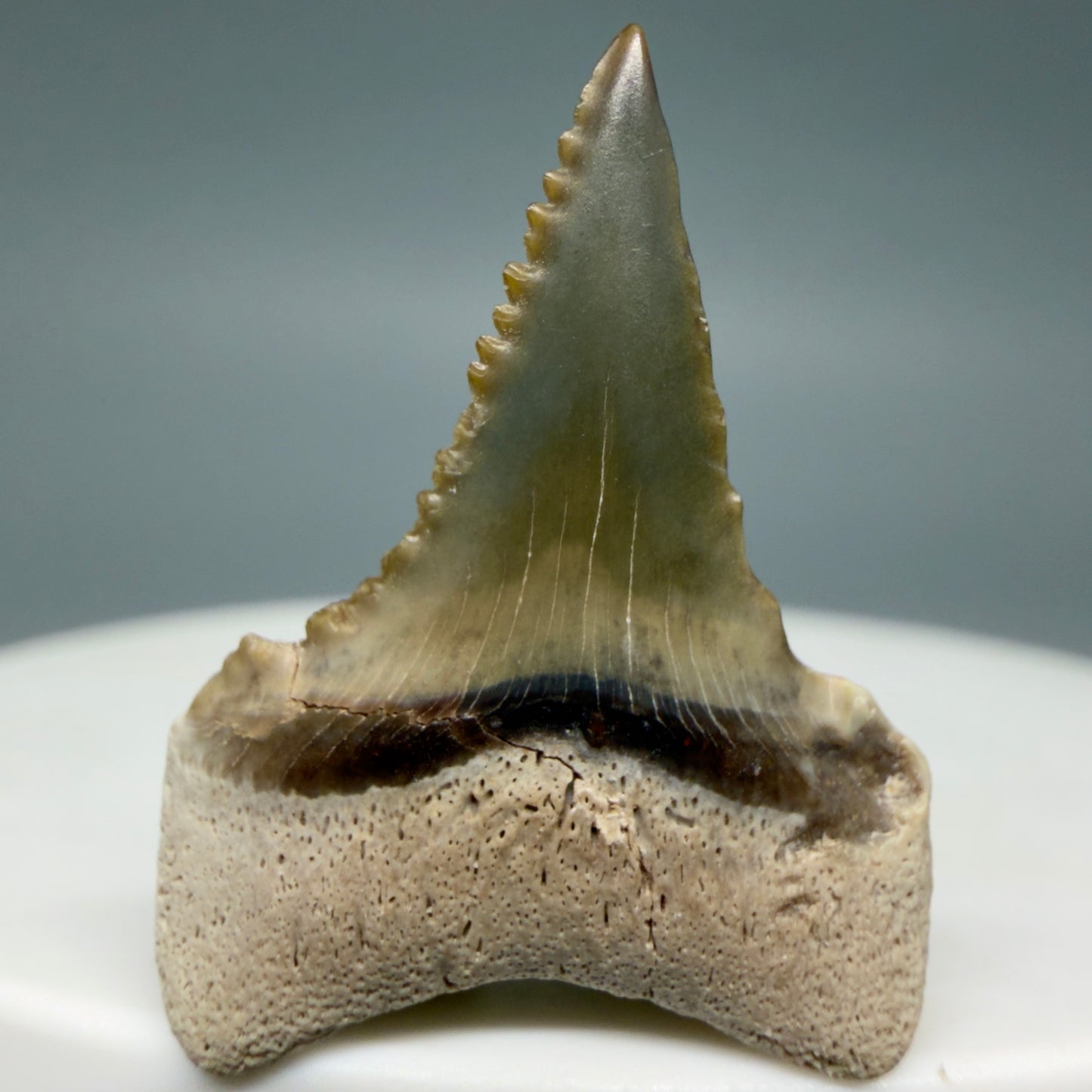 Back View Very colorful, sharply serrated 1.00" long Fossil Great White Tooth from the deserts of Peru GW1333