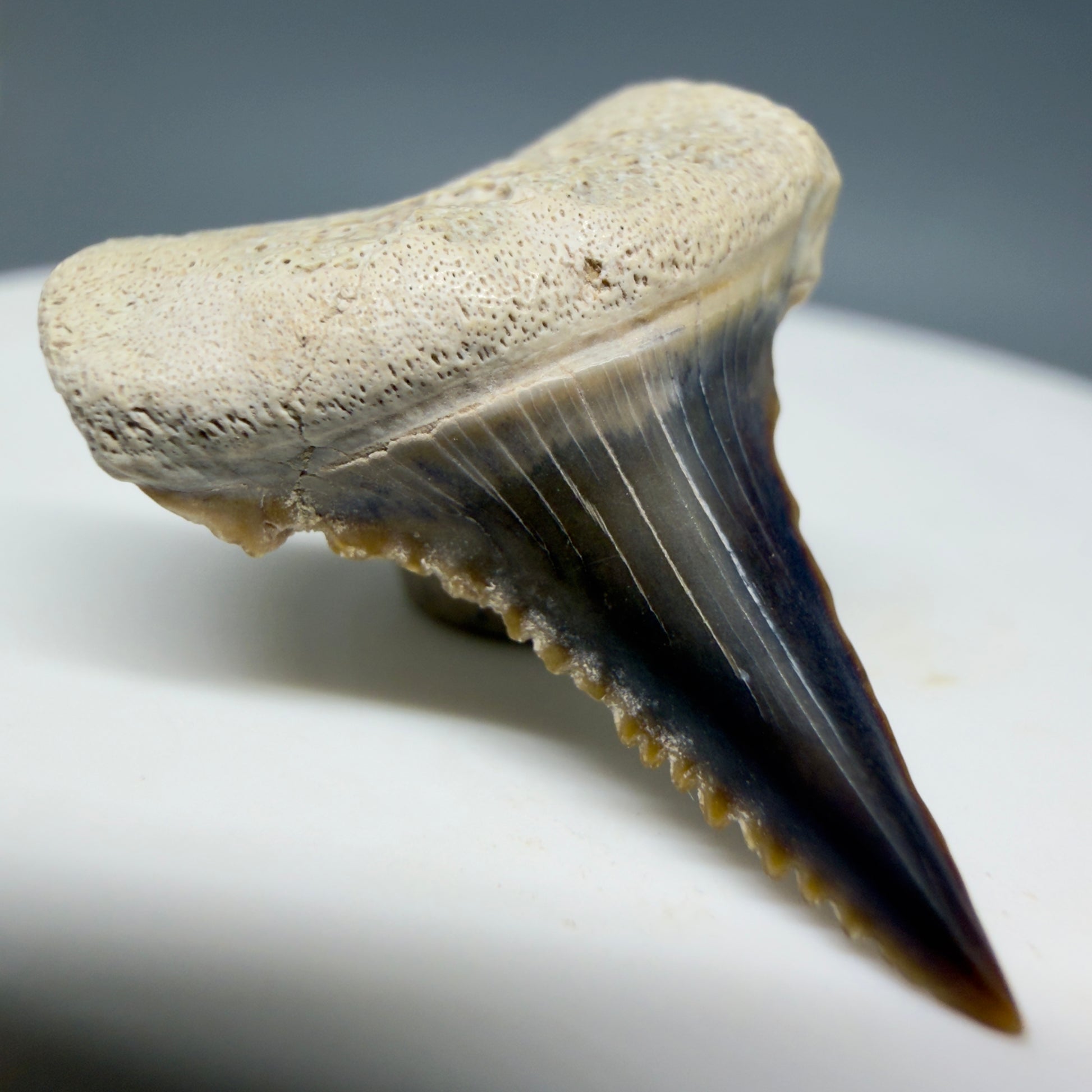 Front Left View Very colorful, sharply serrated 1.00" long Fossil Great White Tooth from the deserts of Peru GW1333