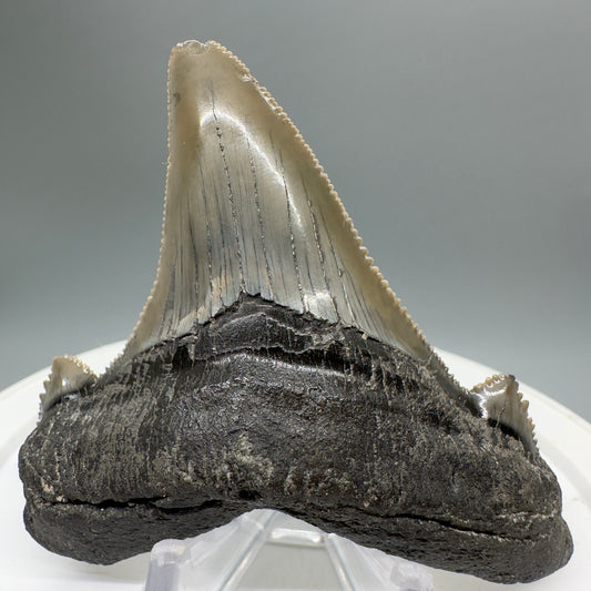 Large 3.27" Fossil Carcharocles sokolowi (auriculatus) Shark Tooth - South Carolina AU379 - Front