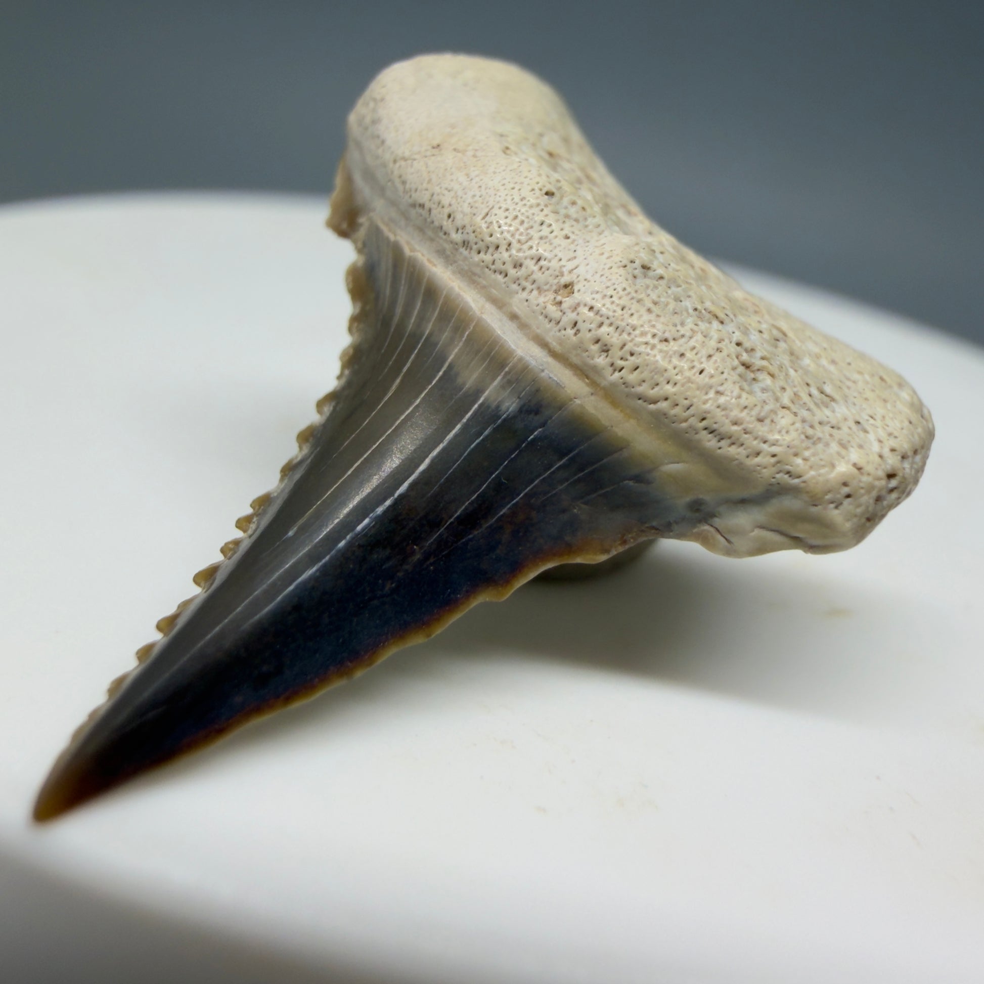 Front Right View Very colorful, sharply serrated 1.00" long Fossil Great White Tooth from the deserts of Peru GW1333
