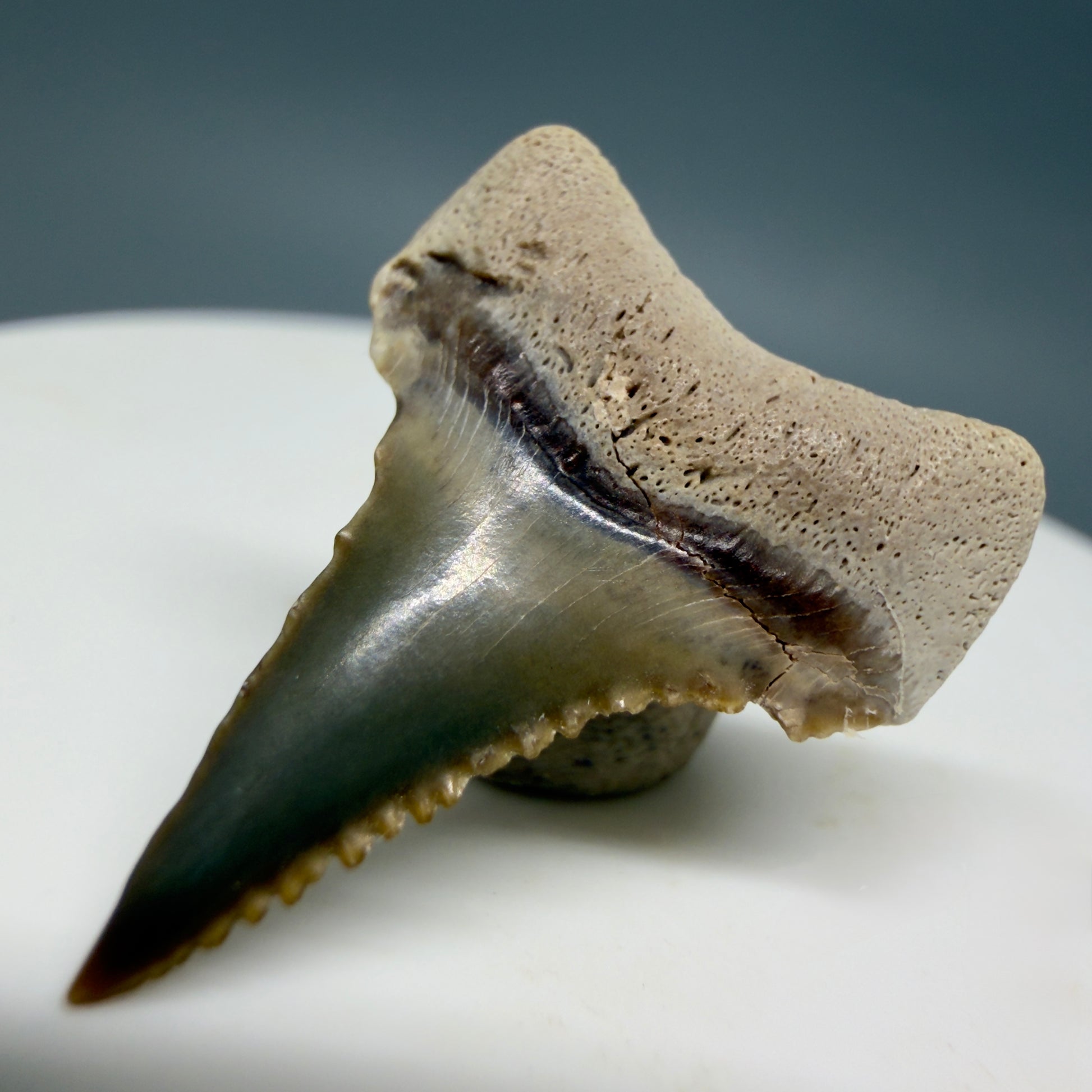 Back Right View Very colorful, sharply serrated 1.00" long Fossil Great White Tooth from the deserts of Peru GW1333