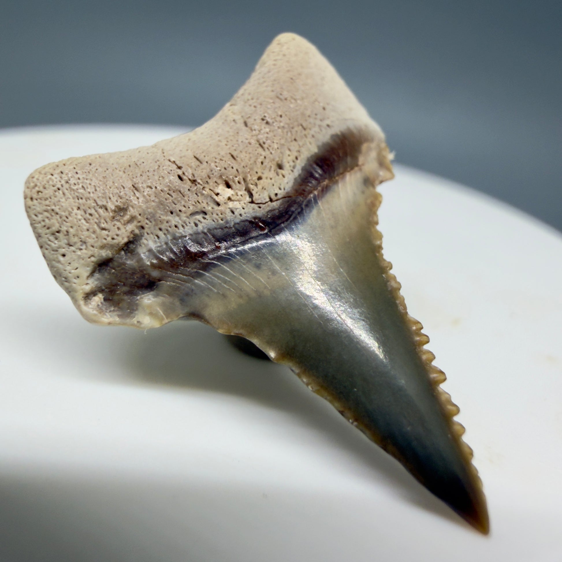 Back Left View Very colorful, sharply serrated 1.00" long Fossil Great White Tooth from the deserts of Peru GW1333