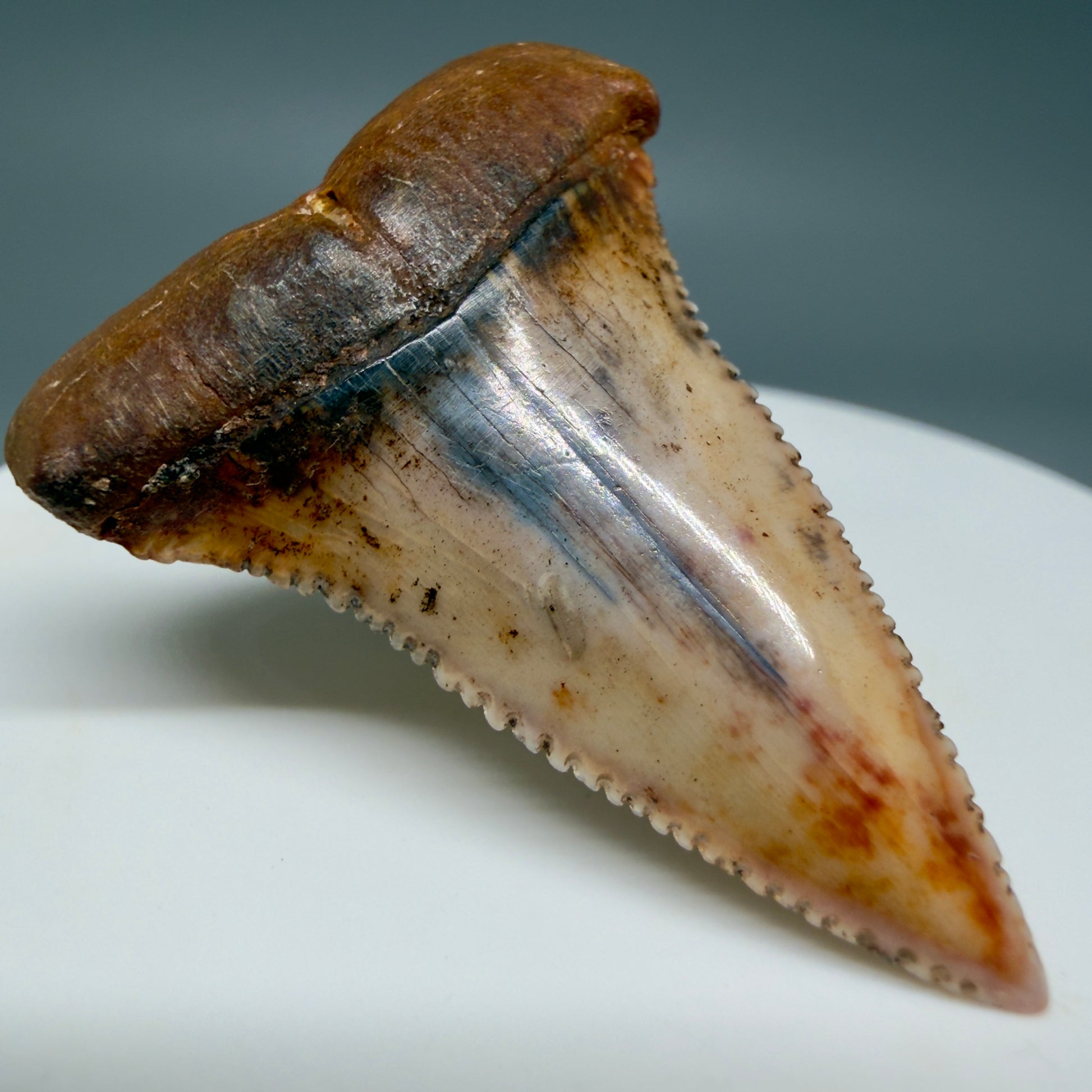 Front Left View Outstanding, collector's quality 1.61" long Fossil Great White Tooth from the deserts of Peru GW1337