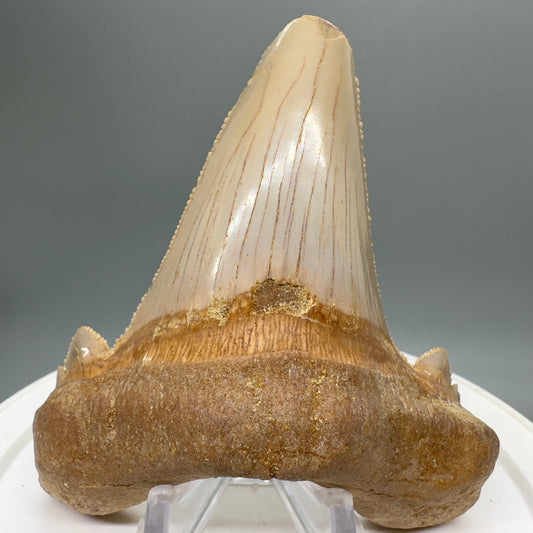 Large 3.67" Fossil Carcharocles sokolowi (auriculatus) Shark Tooth - Western Sahara! AU377 - Front