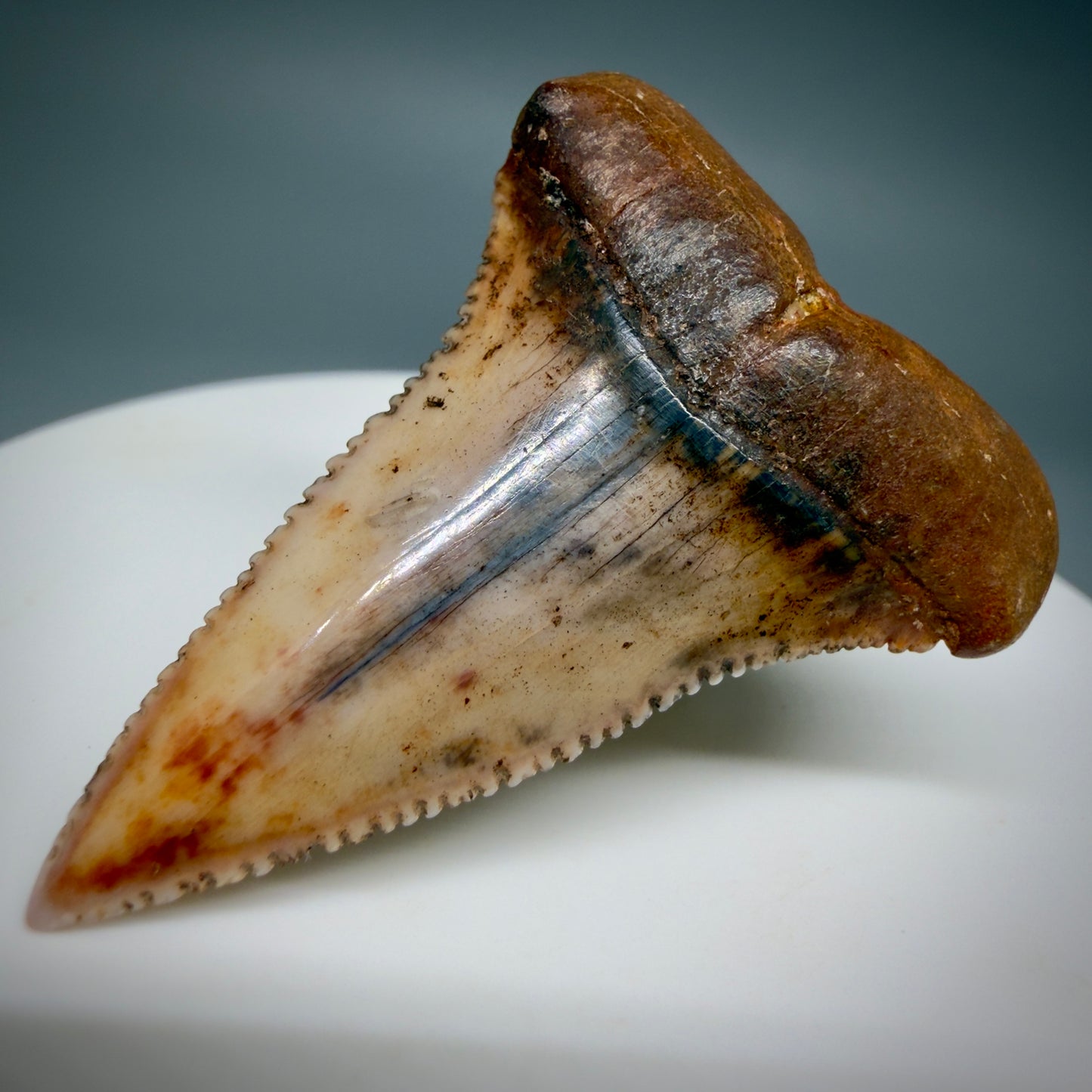 Front Right View Outstanding, collector's quality 1.61" long Fossil Great White Tooth from the deserts of Peru GW1337