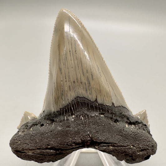 Large, sharply serrated 2.71 inches Carcharocles sokolowi (auriculatus) shark tooth from South Carolina AU366 front
