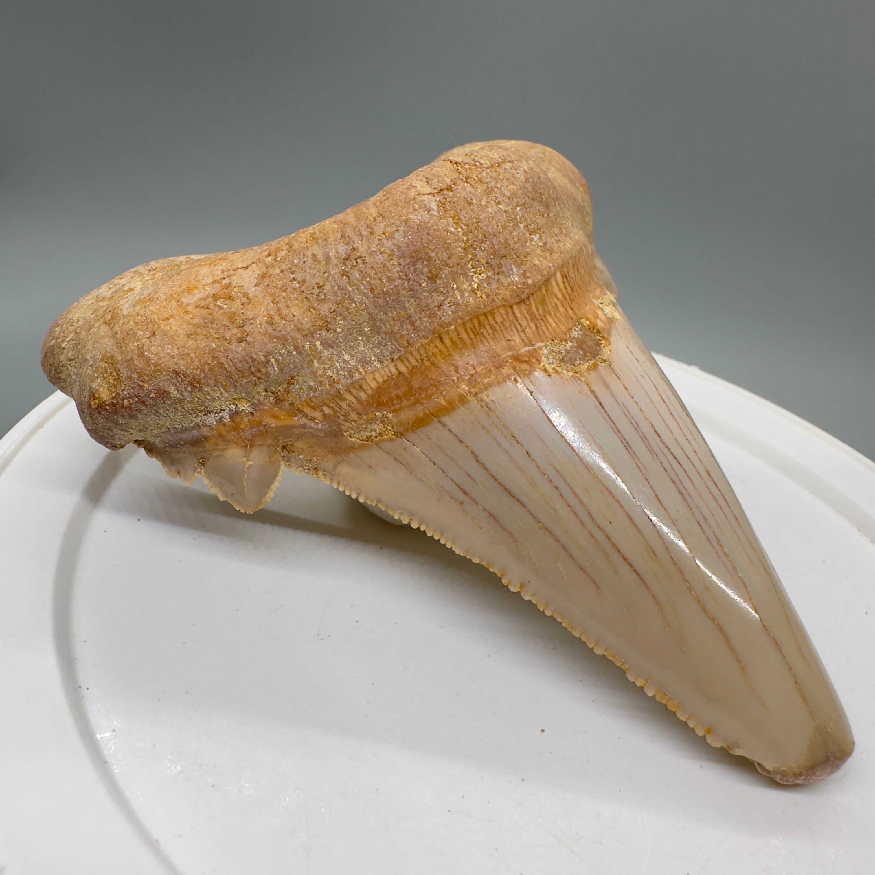 Steve's Picks – Megalodon Teeth