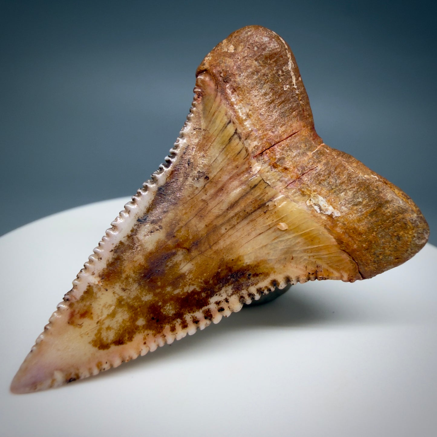 Back Right View Outstanding, collector's quality 1.61" long Fossil Great White Tooth from the deserts of Peru GW1337