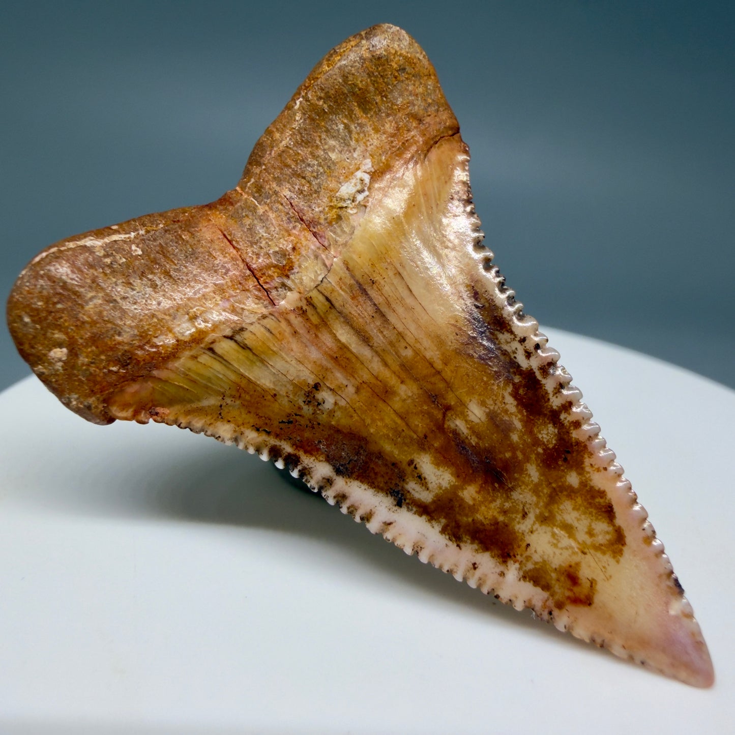 Back Left View Outstanding, collector's quality 1.61" long Fossil Great White Tooth from the deserts of Peru GW1337