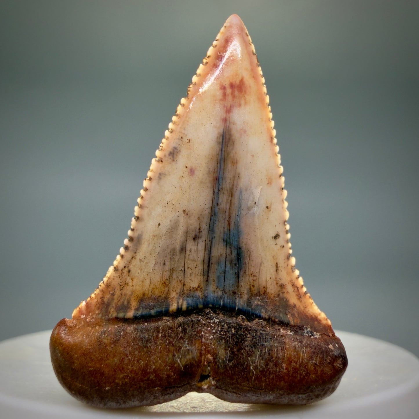 Front View Outstanding, collector's quality 1.61" long Fossil Great White Tooth from the deserts of Peru GW1337 - 4