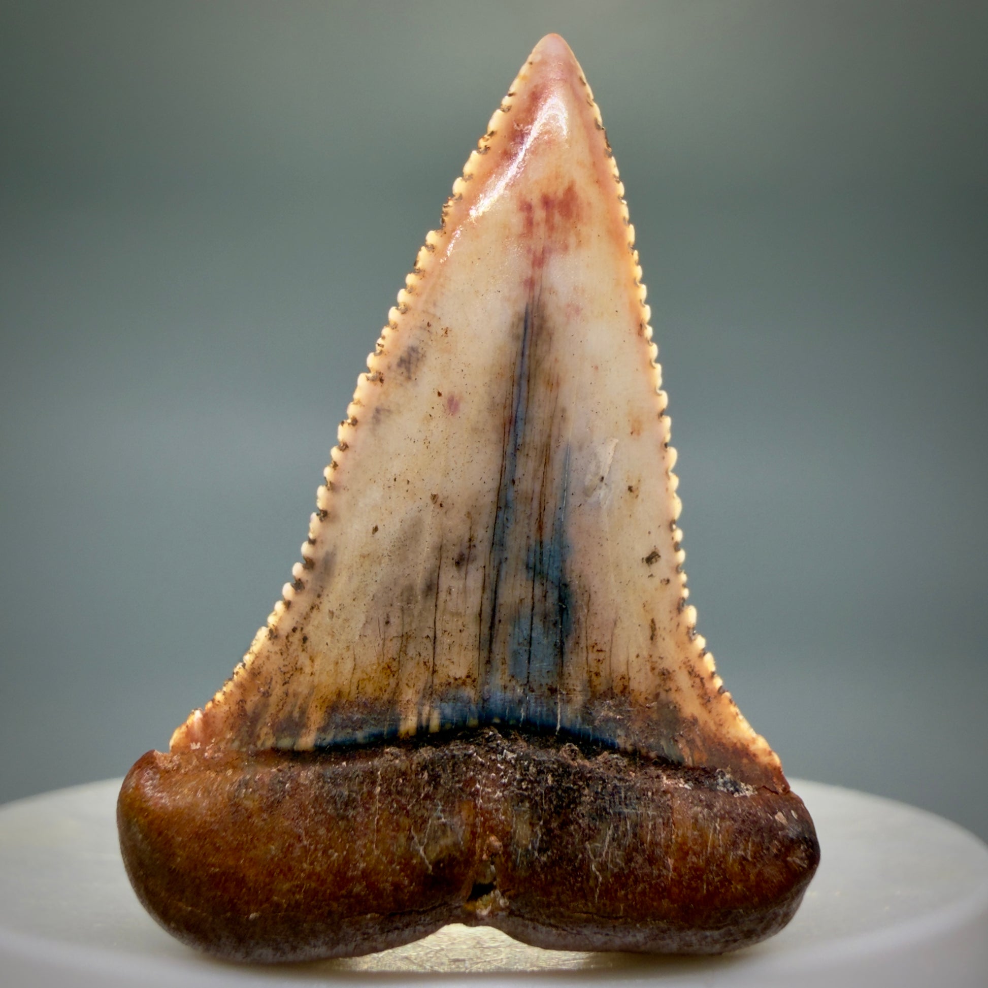 Front View Outstanding, collector's quality 1.61" long Fossil Great White Tooth from the deserts of Peru GW1337 - 4