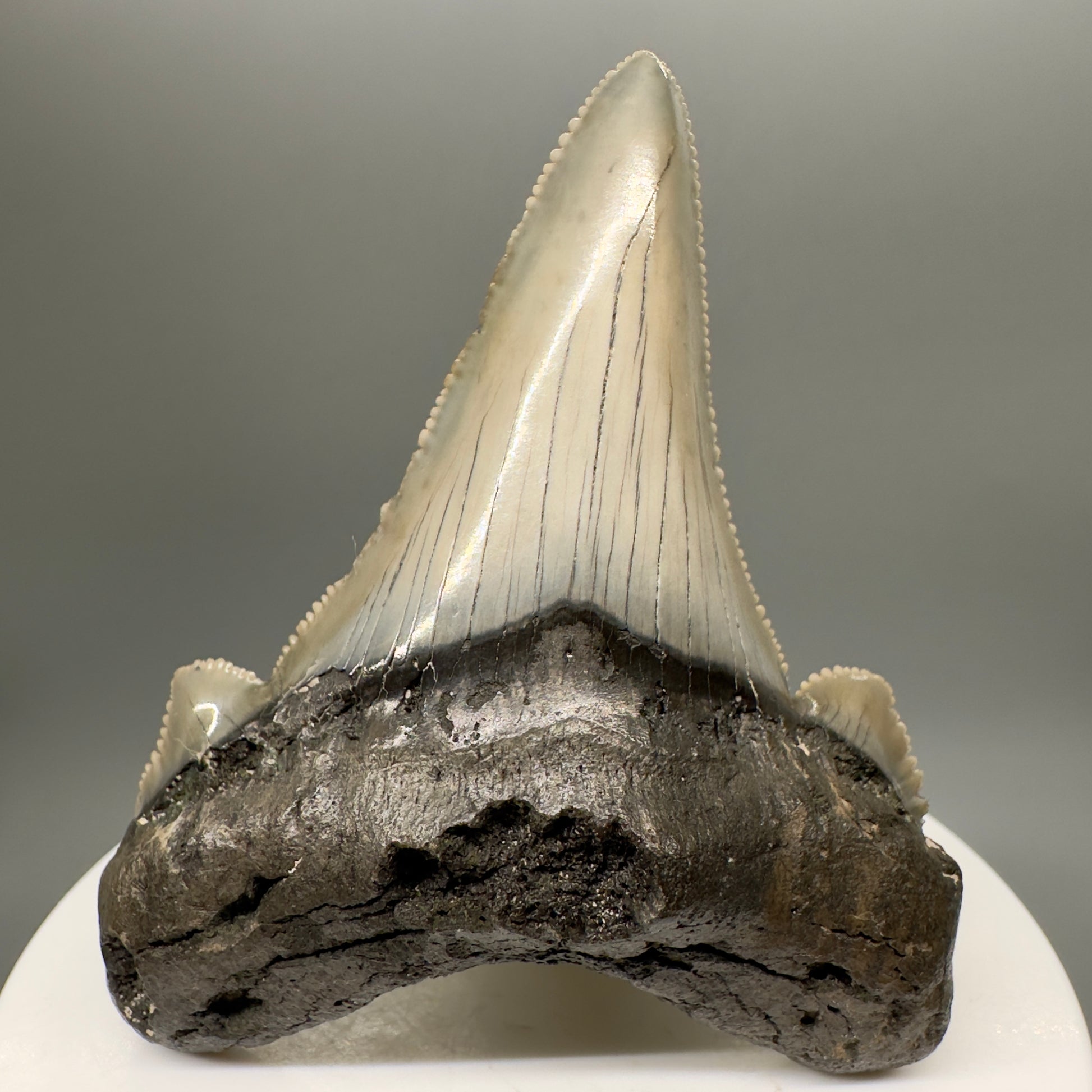 Gorgeous 2.60" Fossil Carcharocles sokolowi (auriculatus) Shark Tooth - South Carolina AU378 - Front