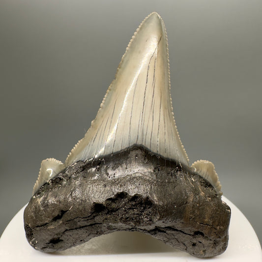 Gorgeous 2.60" Fossil Carcharocles sokolowi (auriculatus) Shark Tooth - South Carolina AU378 - Front