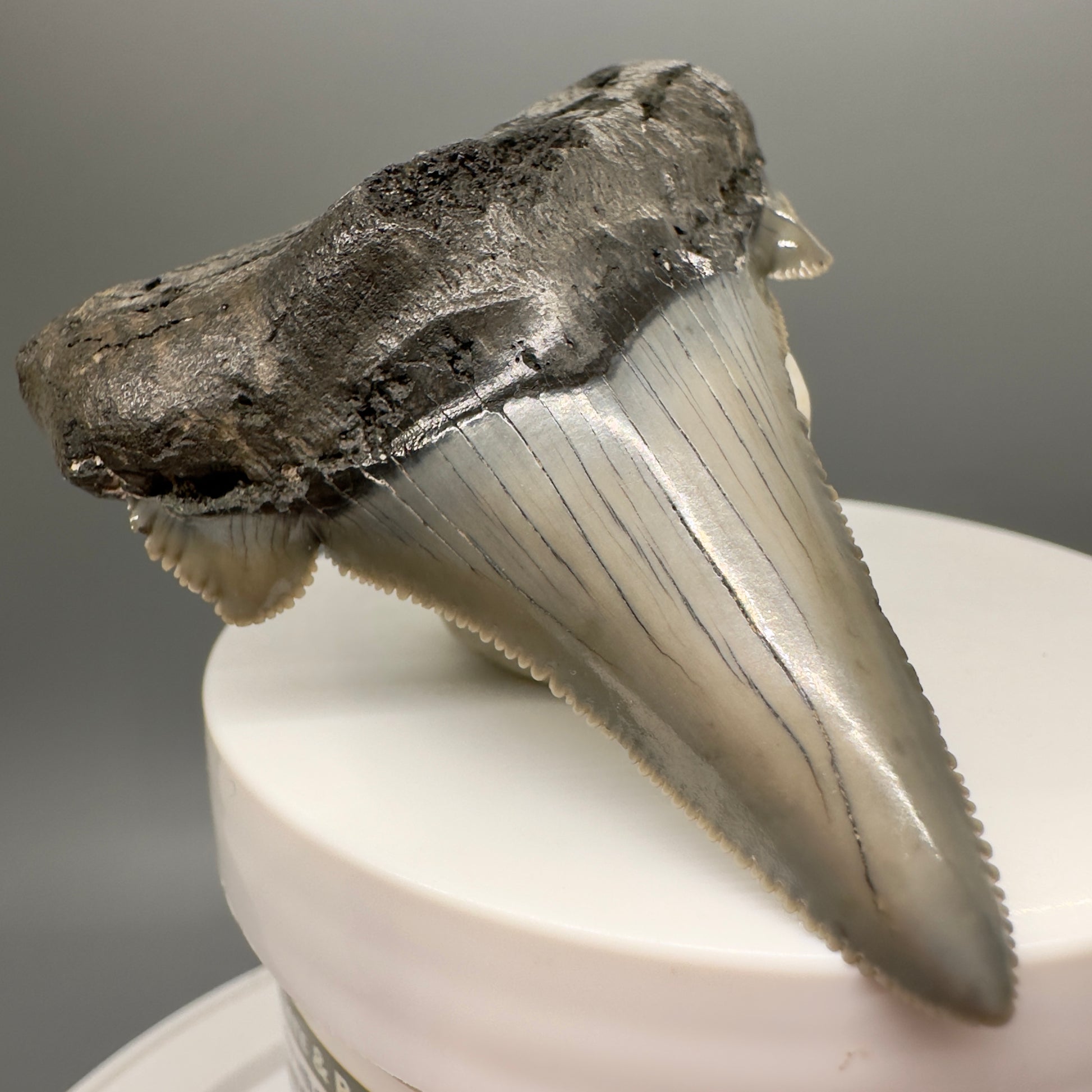 Gorgeous 2.60" Fossil Carcharocles sokolowi (auriculatus) Shark Tooth - South Carolina AU378 - Front Left