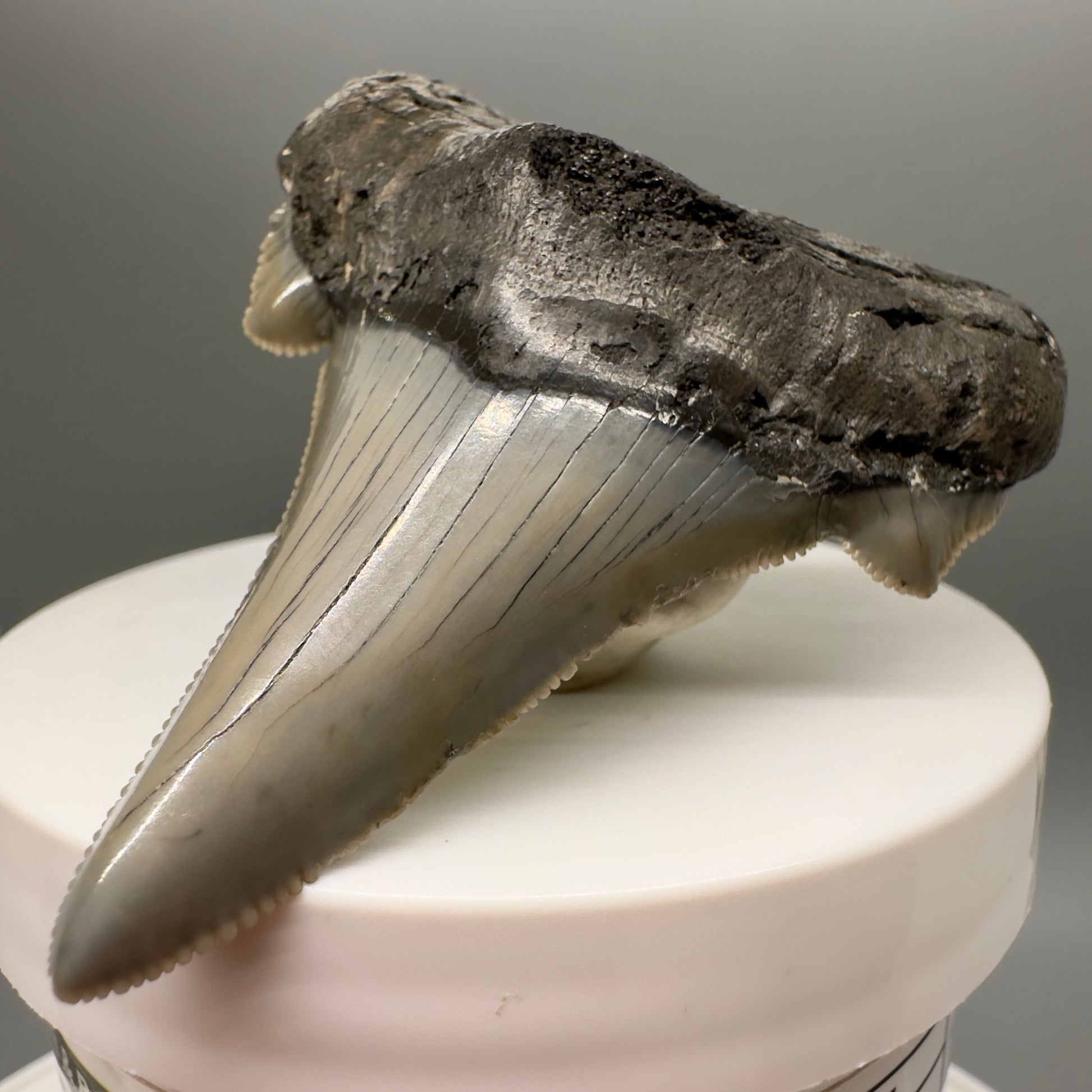 Gorgeous 2.60" Fossil Carcharocles sokolowi (auriculatus) Shark Tooth - South Carolina AU378 - Front Right
