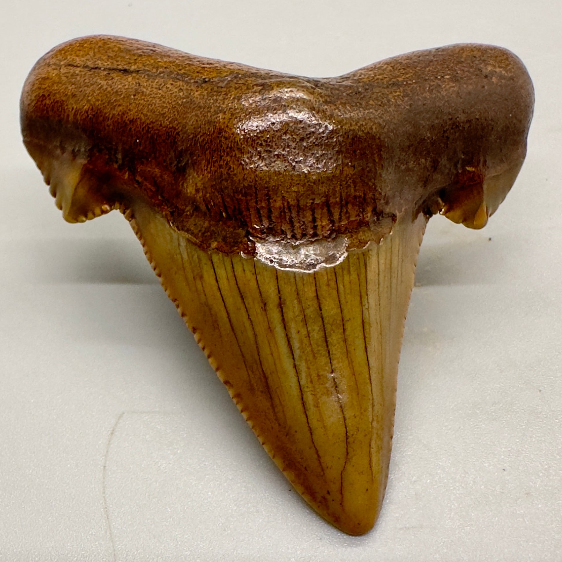 2.36 inches Carcharocles sokolowi (auriculatus) shark tooth from Suwannee River, Fl AU369 front down