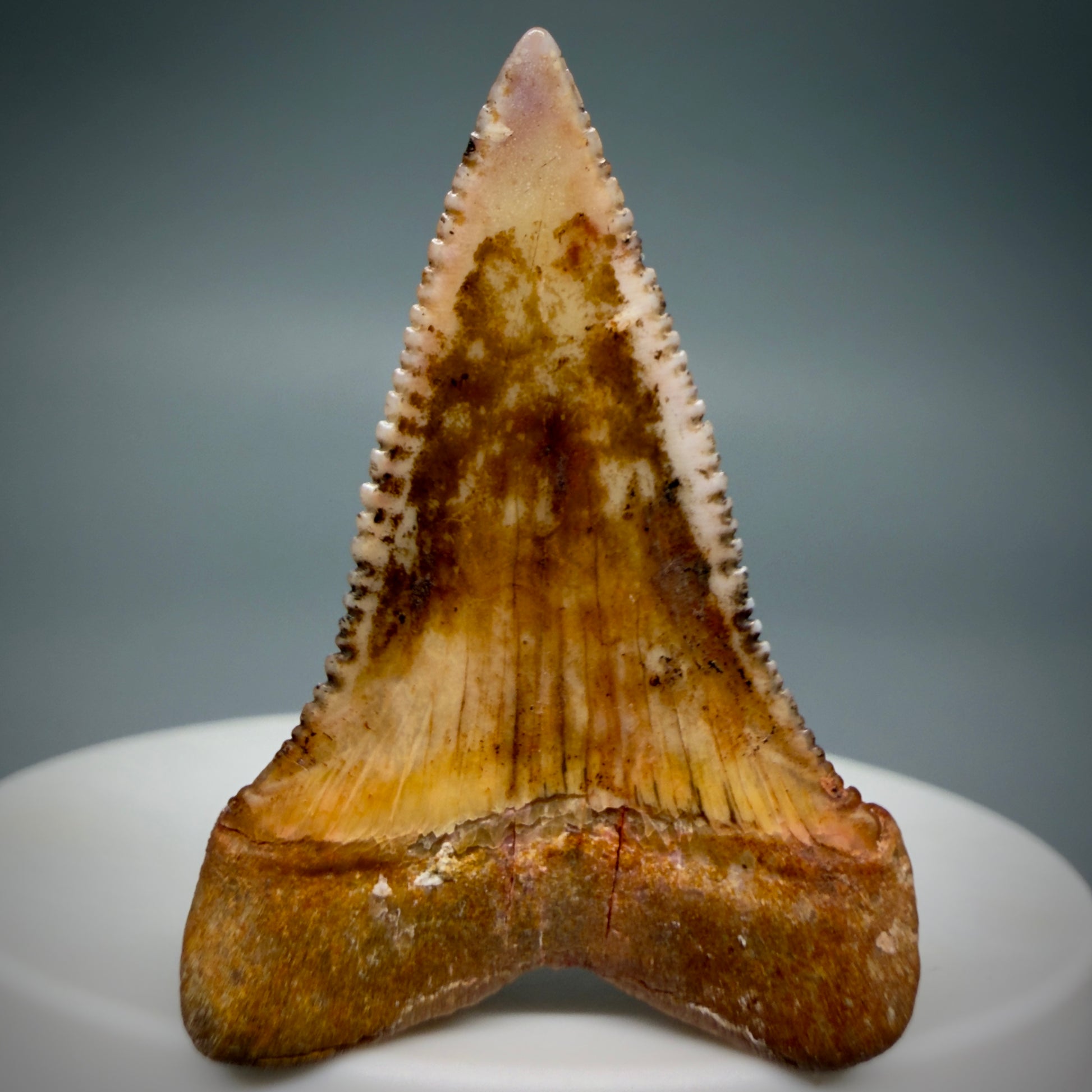 Back View Outstanding, collector's quality 1.61" long Fossil Great White Tooth from the deserts of Peru GW1337