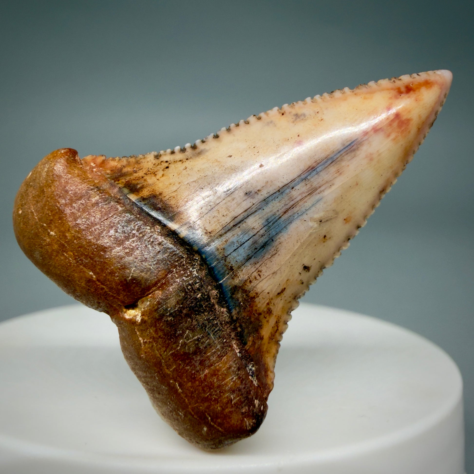 Front View Outstanding, collector's quality 1.61" long Fossil Great White Tooth from the deserts of Peru GW1337 - 2