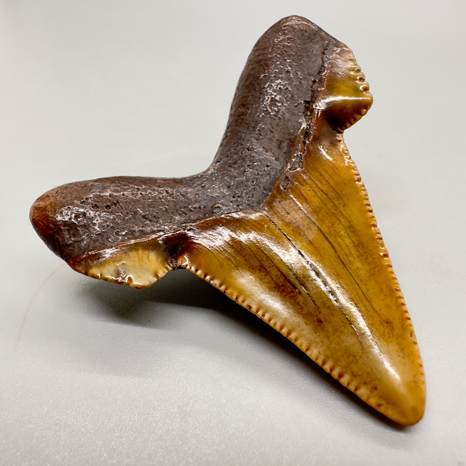 2.36 inches Carcharocles sokolowi (auriculatus) shark tooth from Suwannee River, Fl AU369 back right