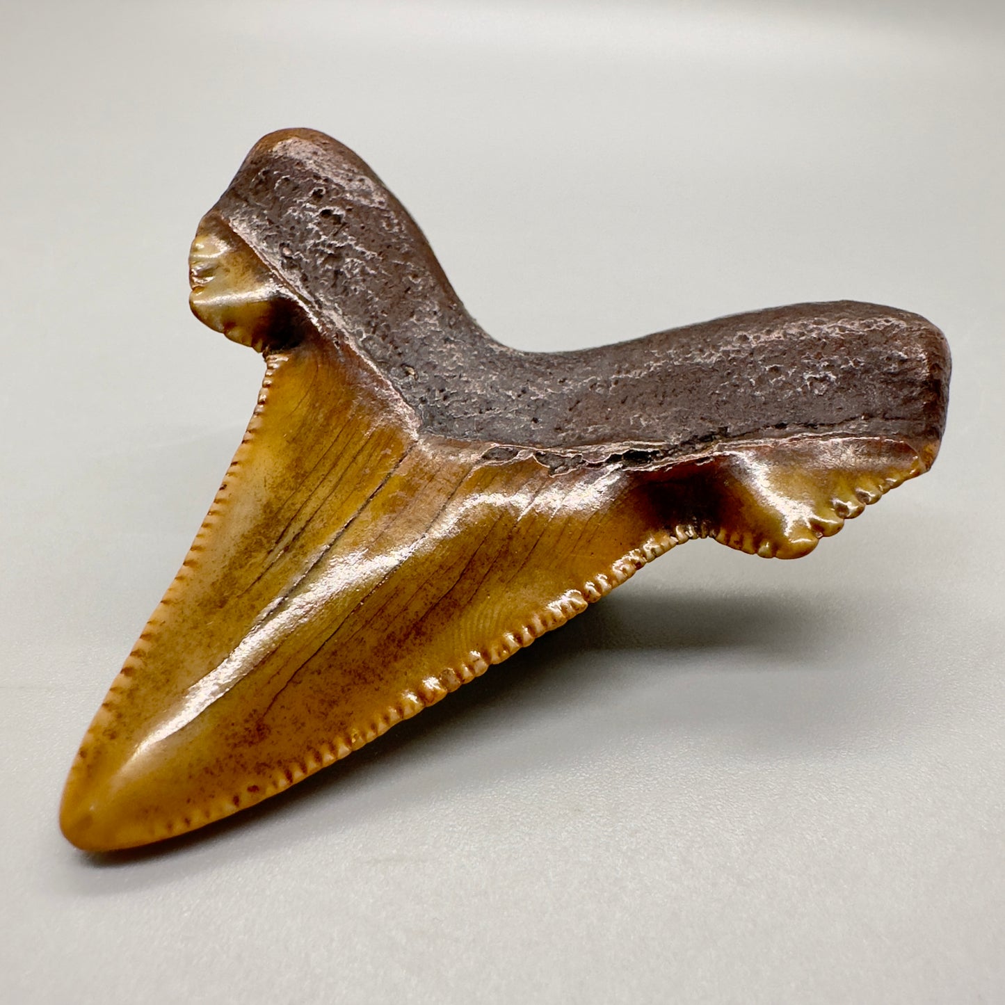 Colorful 2.36" Fossil Carcharocles Sokolowi Shark Tooth from the Suwannee River in Florida