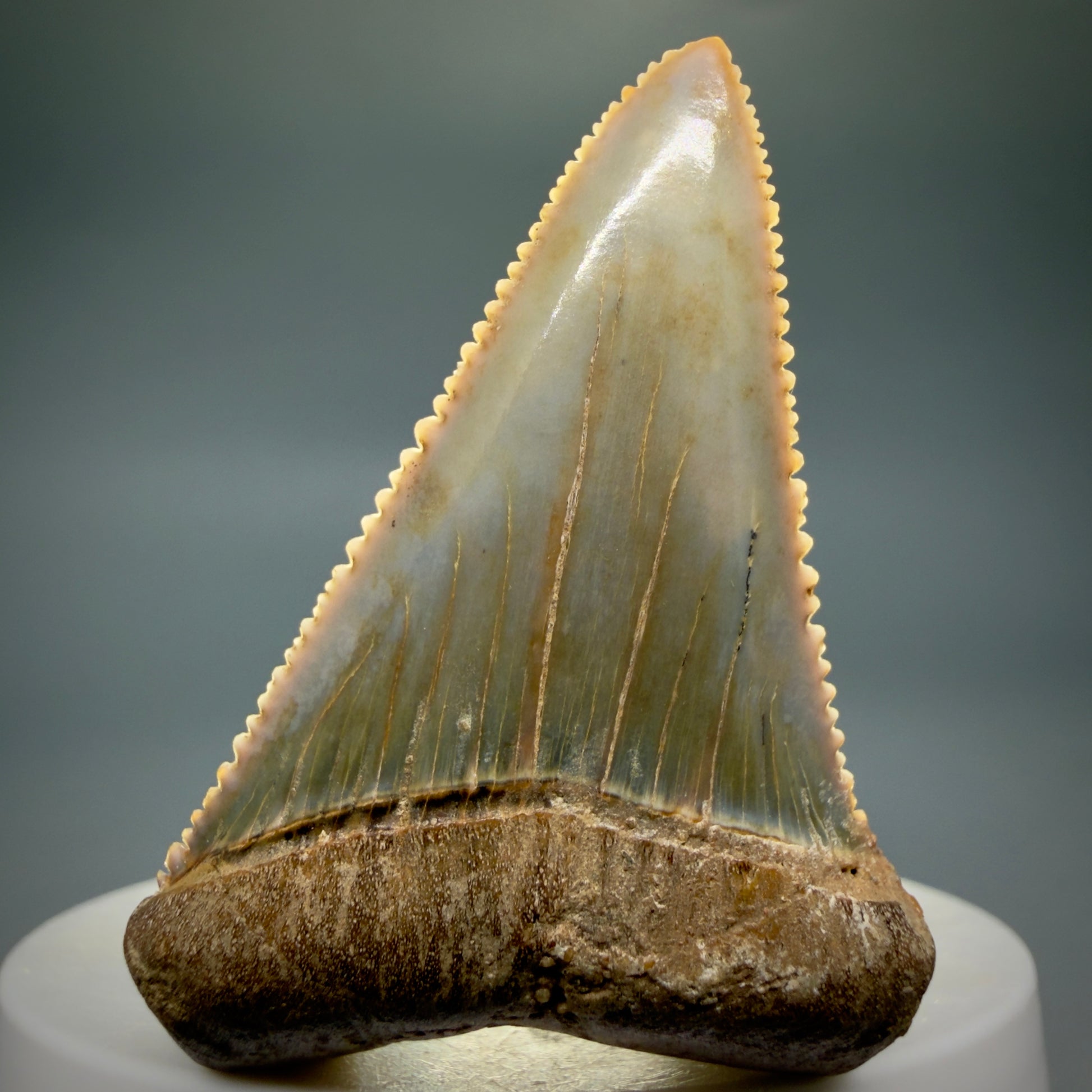 Front View Collector's Quality 2.12" long Fossil Great White Tooth from the deserts of Peru GW1338 - 2