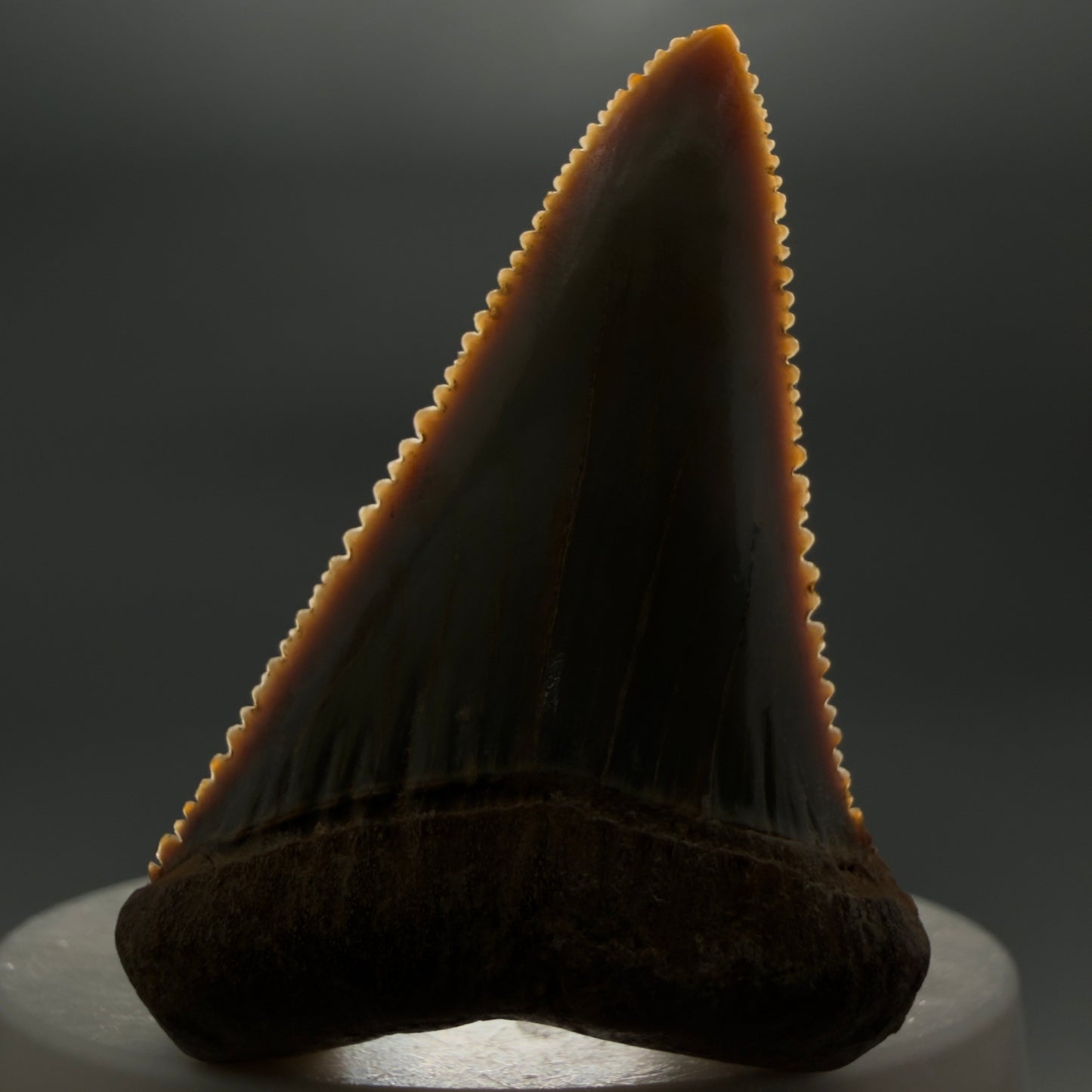 Front View Collector's Quality 2.12" long Fossil Great White Tooth from the deserts of Peru GW1338 - 1