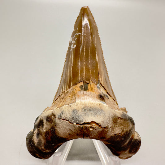 Large colorful 2.95 inches Carcharocles sokolowi (auriculatus) shark tooth from Kazakhstan AU363 front