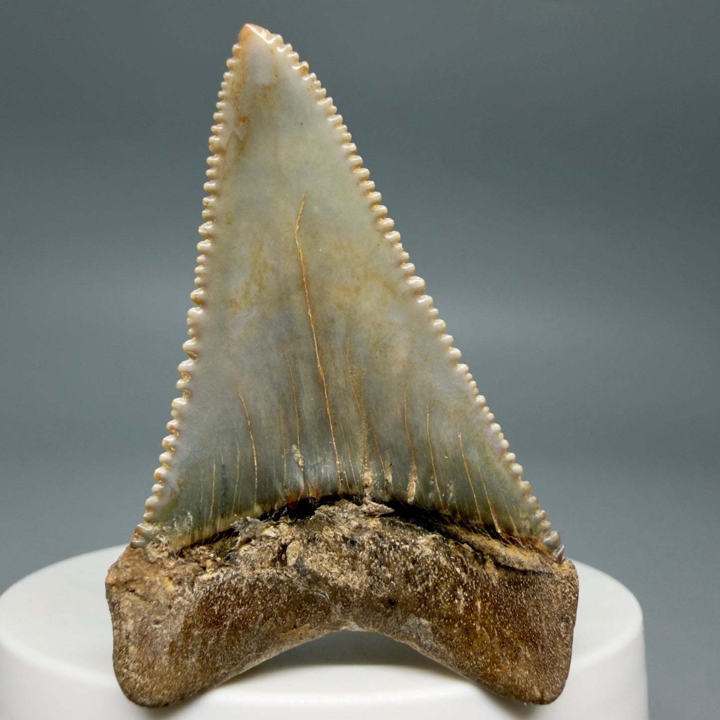 Back View Collector's Quality 2.12" long Fossil Great White Tooth from the deserts of Peru GW1338