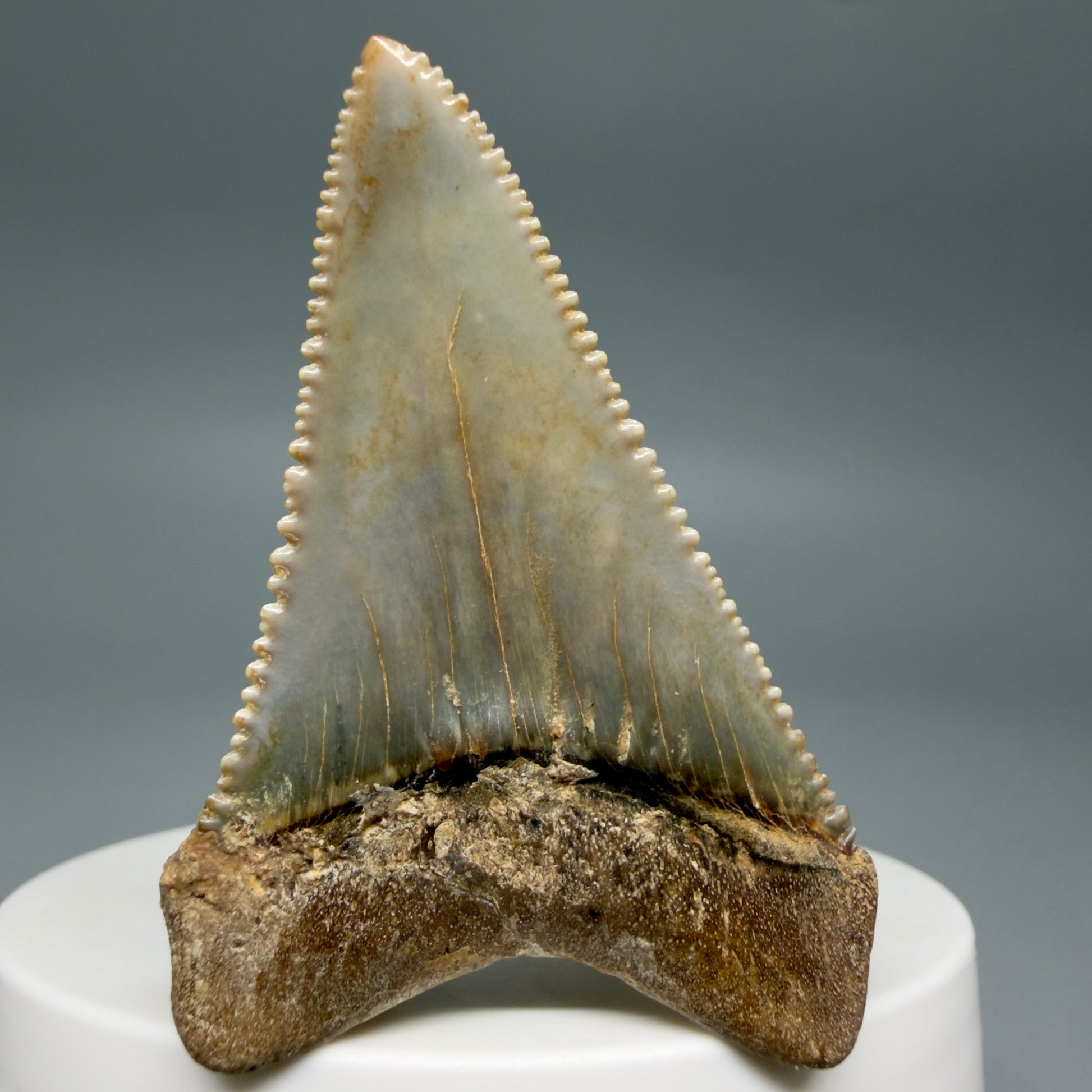 Back View Collector's Quality 2.12" long Fossil Great White Tooth from the deserts of Peru GW1338