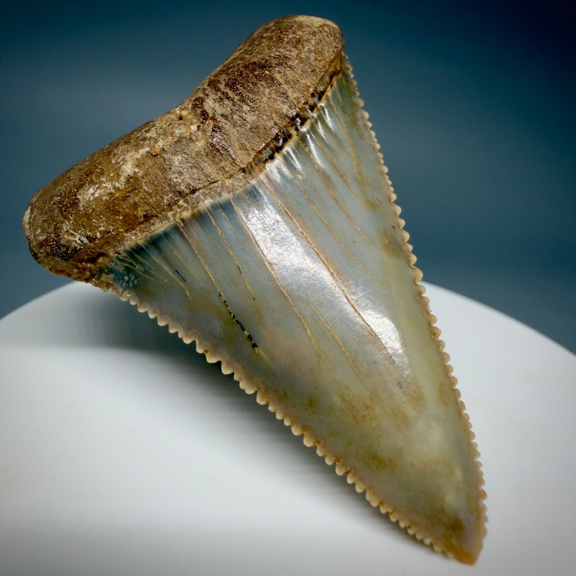 Front Left View Collector's Quality 2.12" long Fossil Great White Tooth from the deserts of Peru GW1338