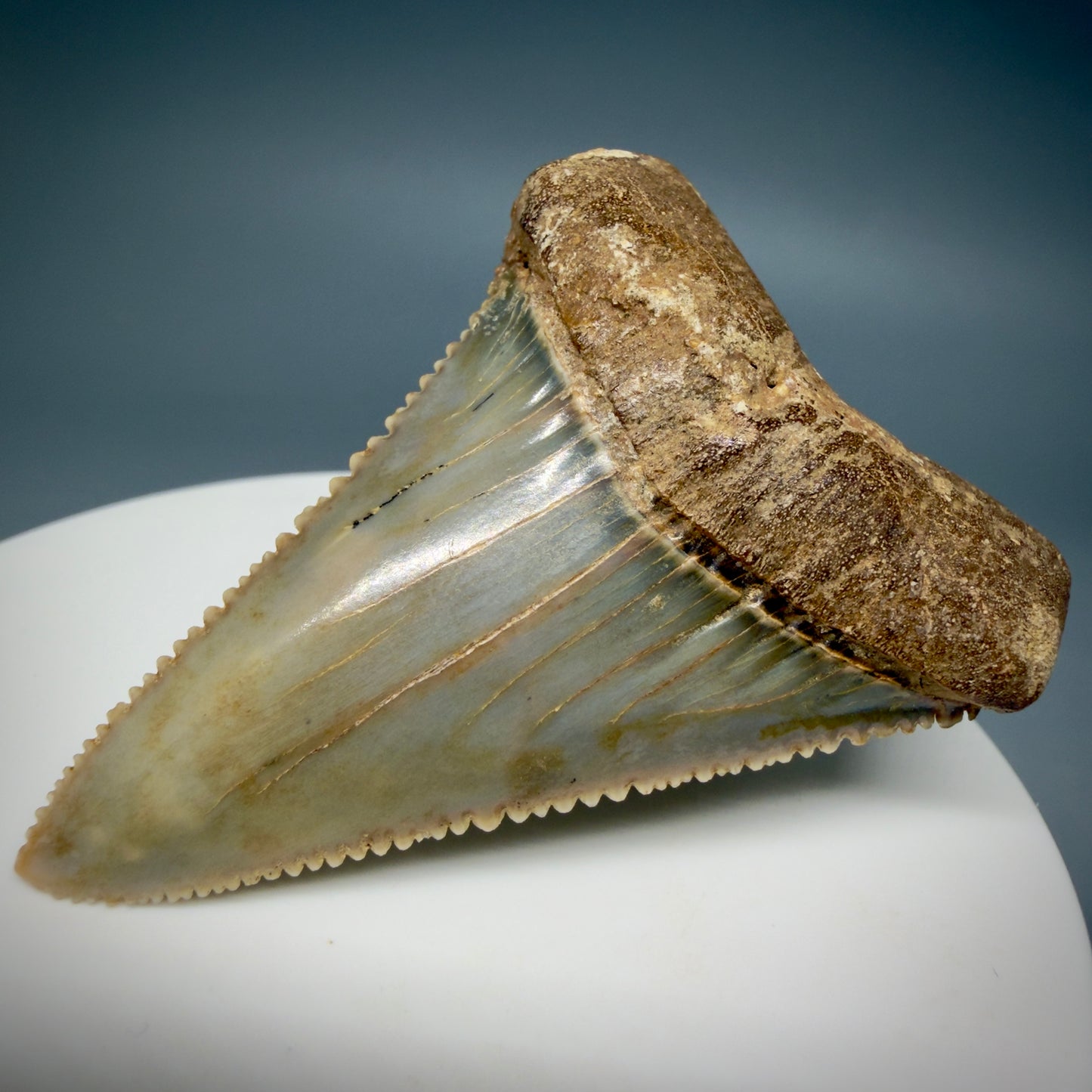 Front Right View Collector's Quality 2.12" long Fossil Great White Tooth from the deserts of Peru GW1338
