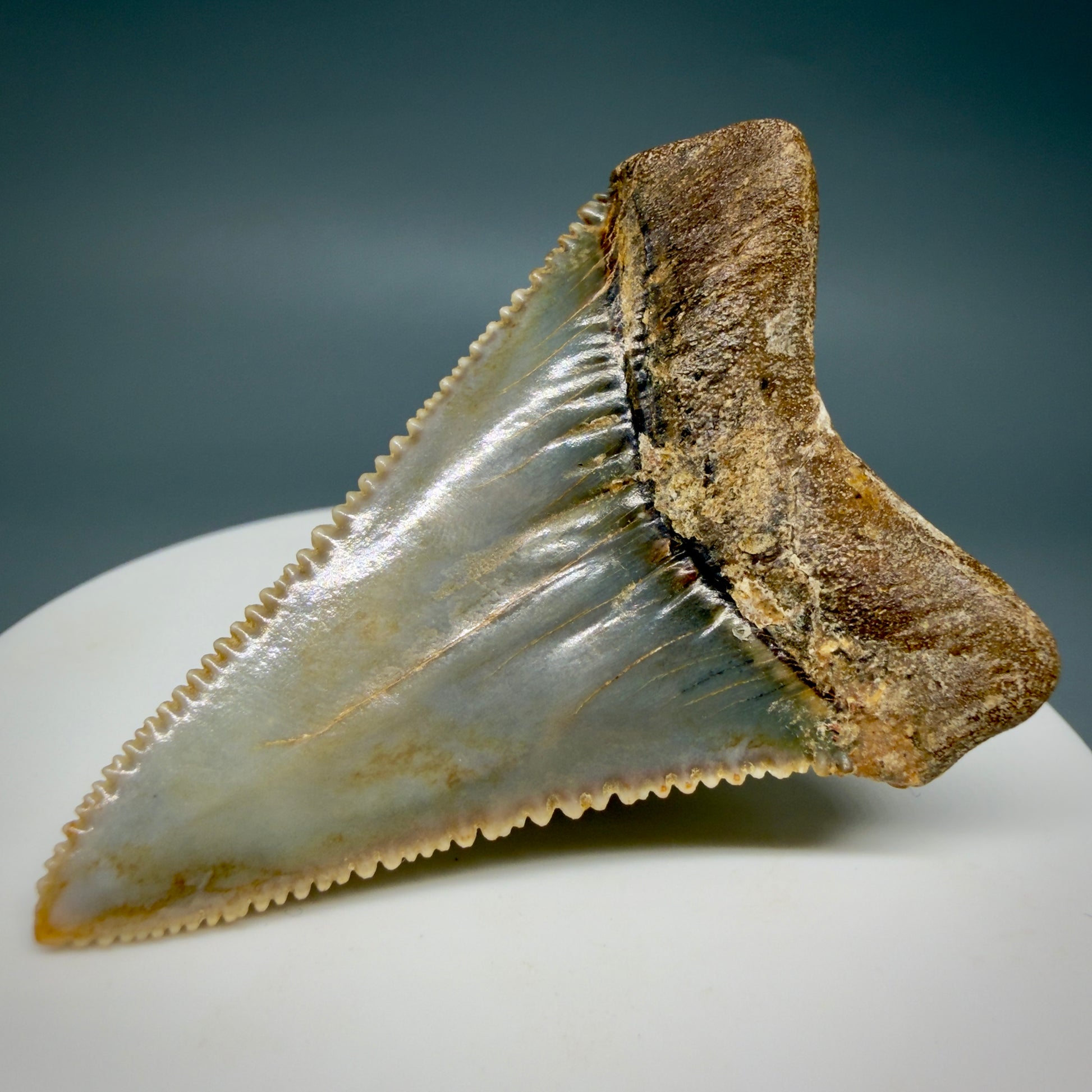 Back Right View Collector's Quality 2.12" long Fossil Great White Tooth from the deserts of Peru GW1338