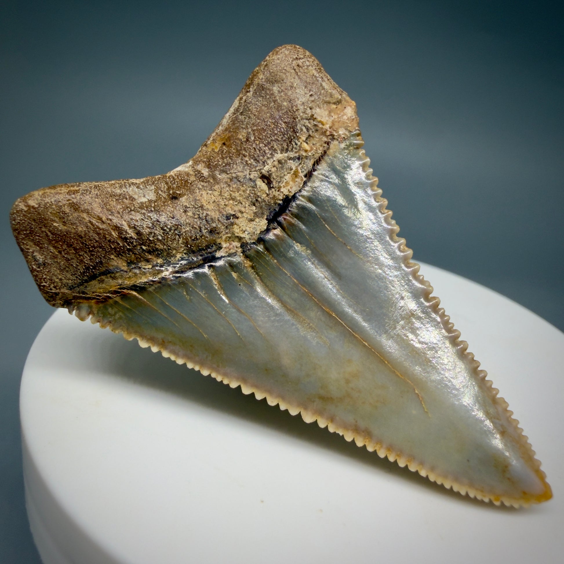 Back Left View Collector's Quality 2.12" long Fossil Great White Tooth from the deserts of Peru GW1338