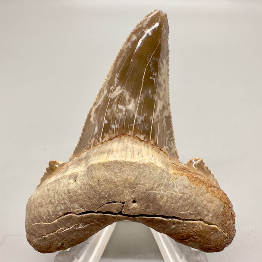 2.29 inch serrated colorful Carcharocles sokolowi (auriculatus) shark tooth from Kazakhstan AU361 front