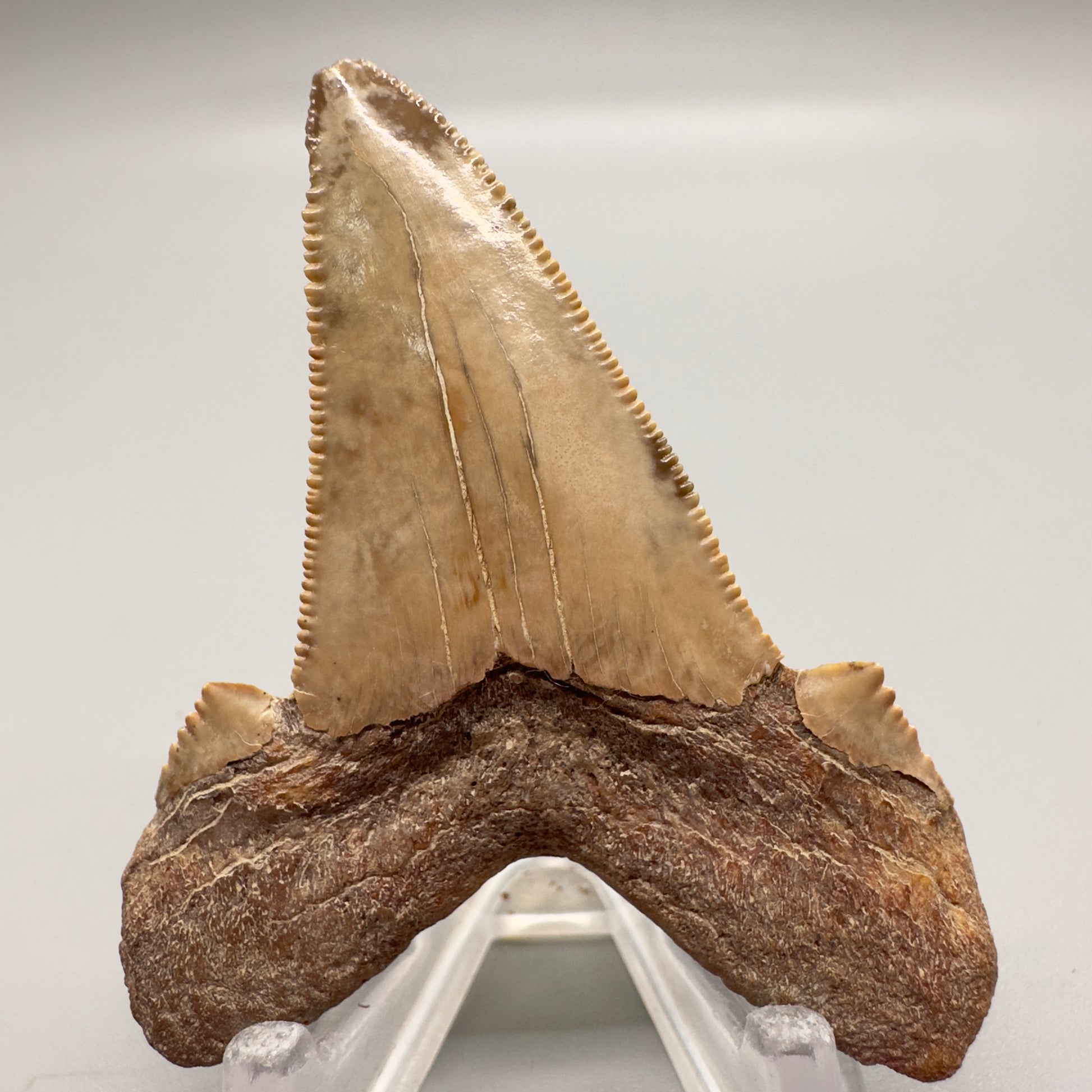 2.29 inch serrated colorful Carcharocles sokolowi (auriculatus) shark tooth from Kazakhstan AU361 back